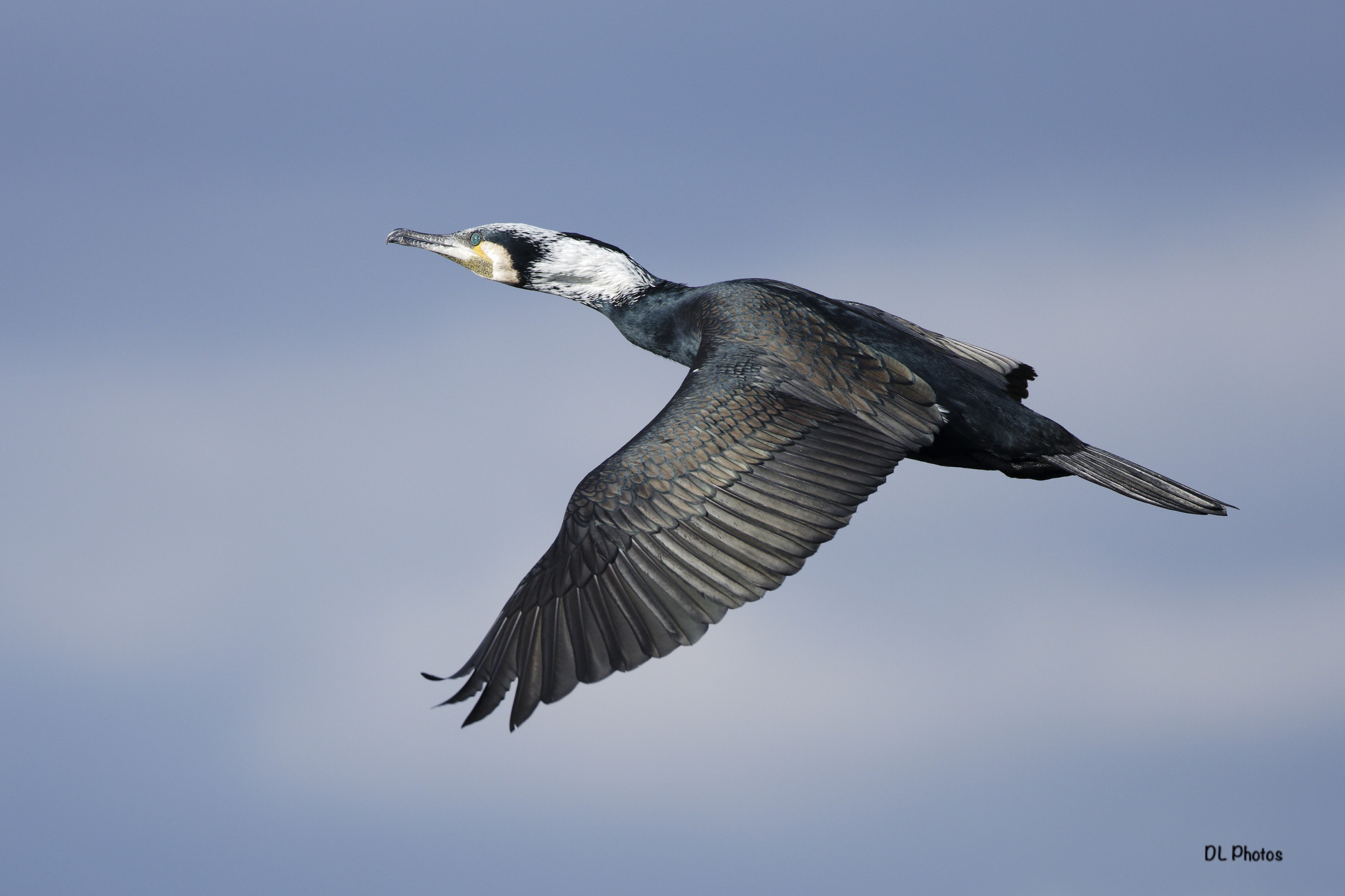 Great cormorant