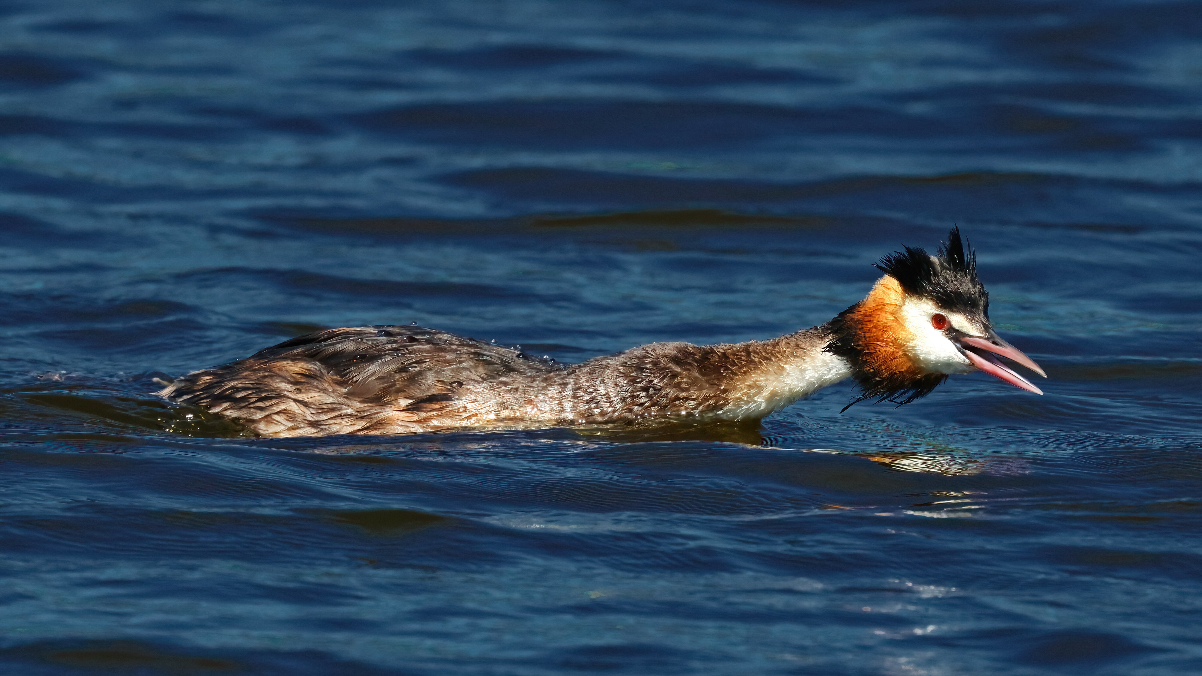 Great crested grebe - 1