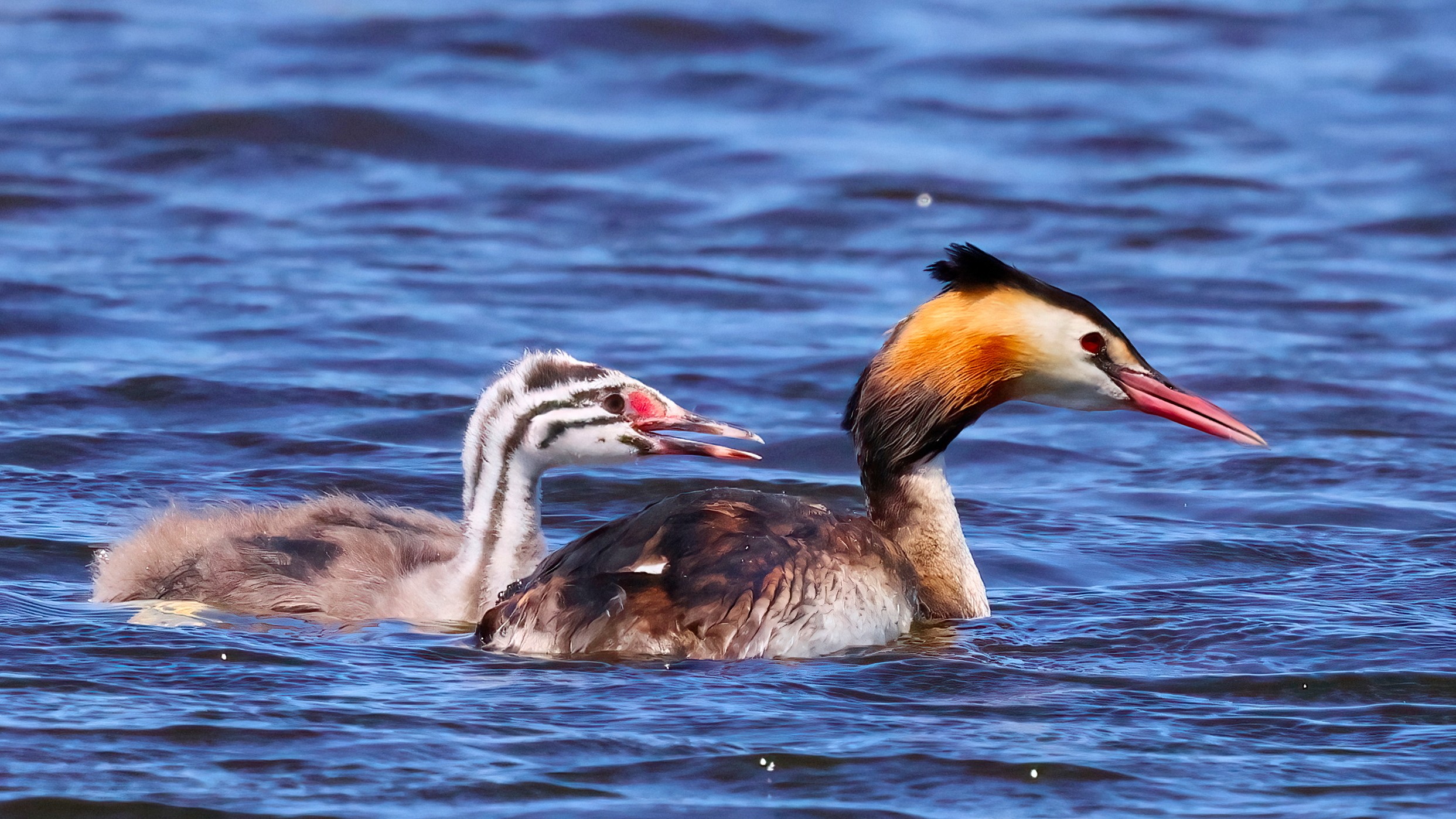 Great crested grebe - 2