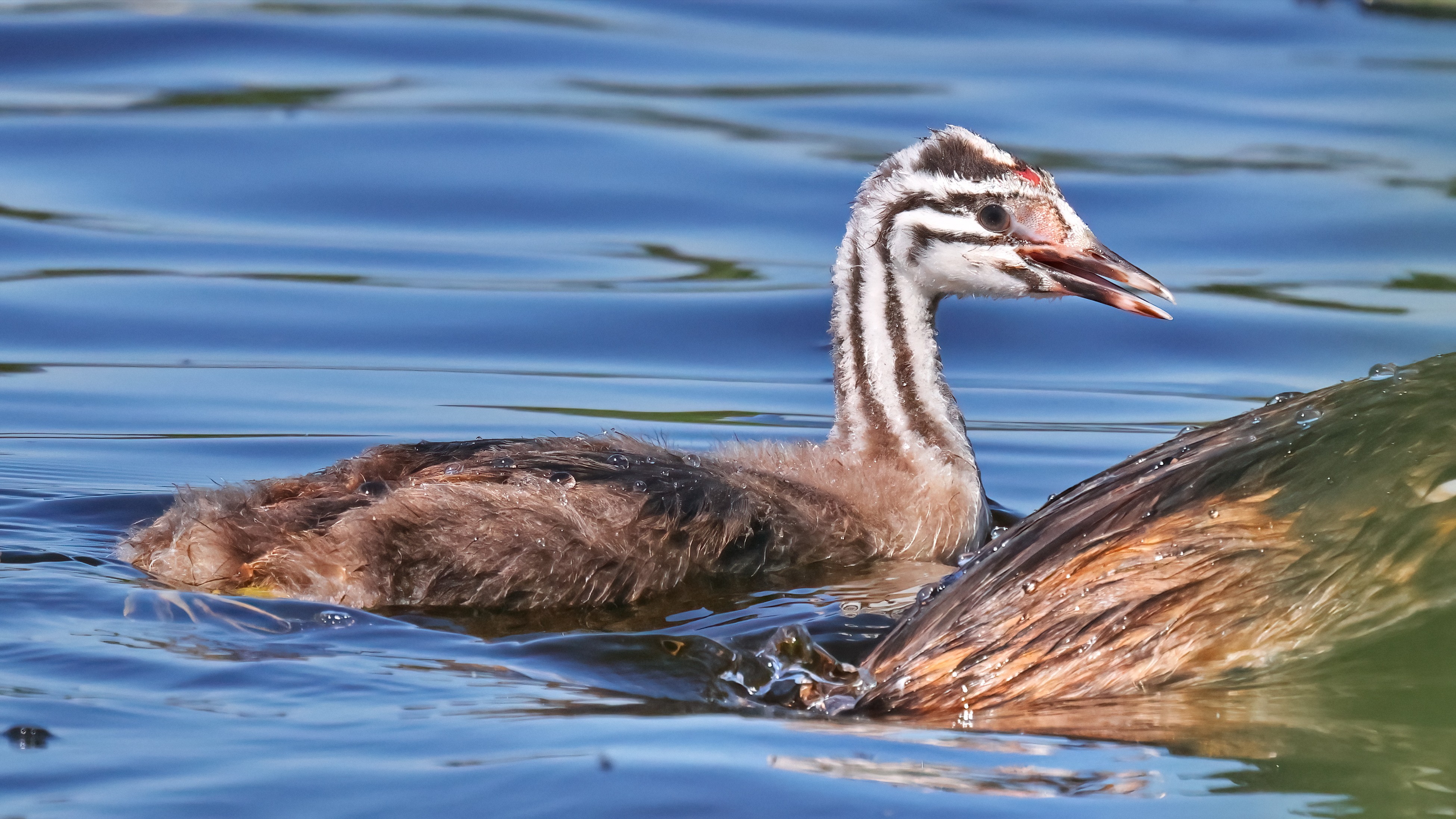 Great crested grebe - 3