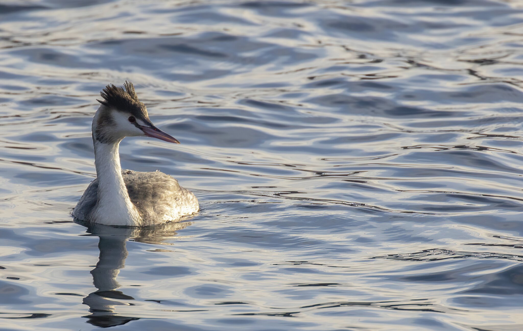 Great Crested Grebe