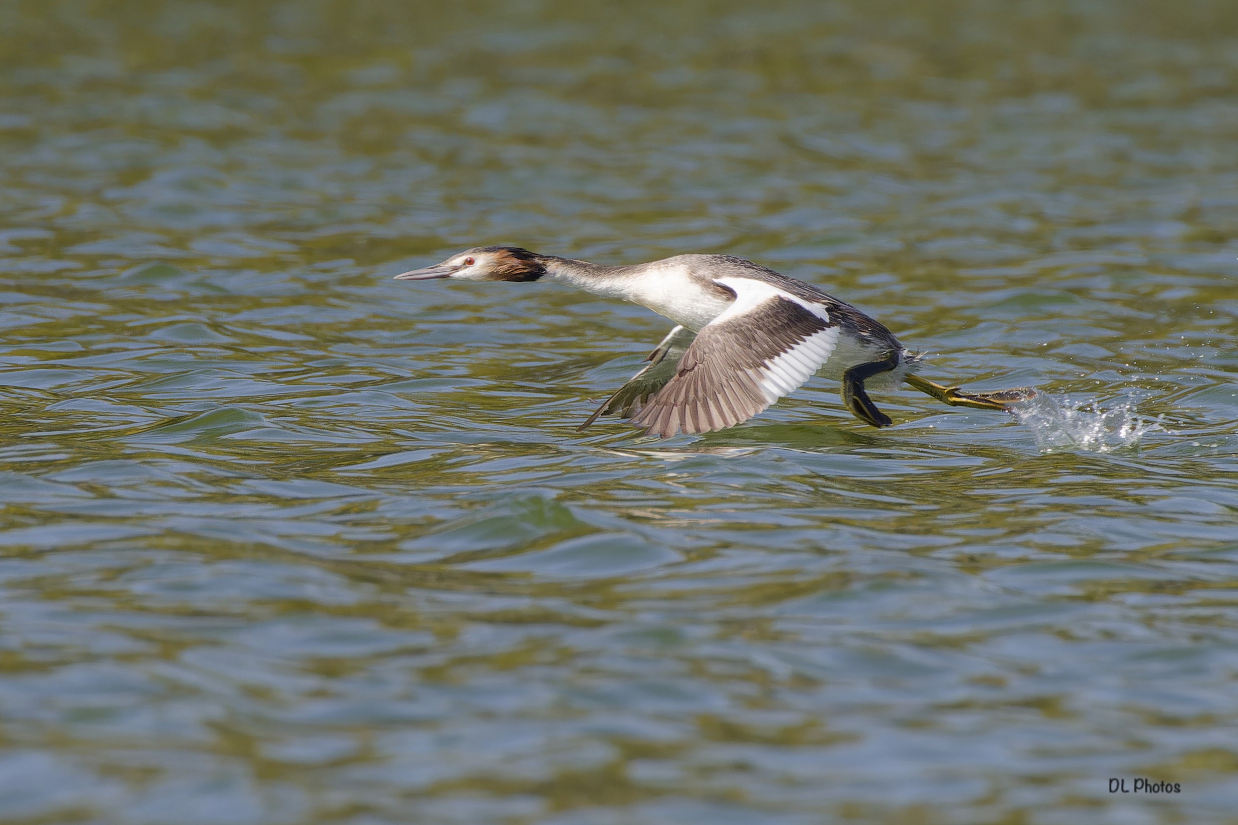 Great crested grebe