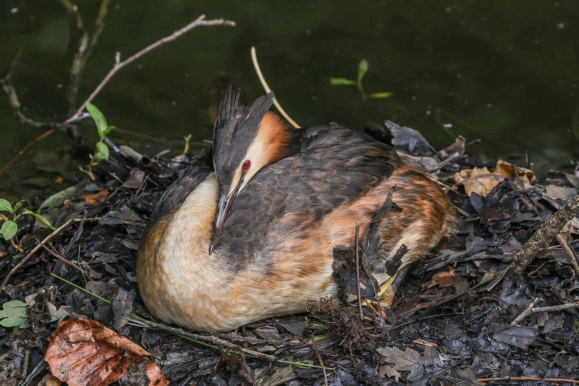 Great Crested Grebe