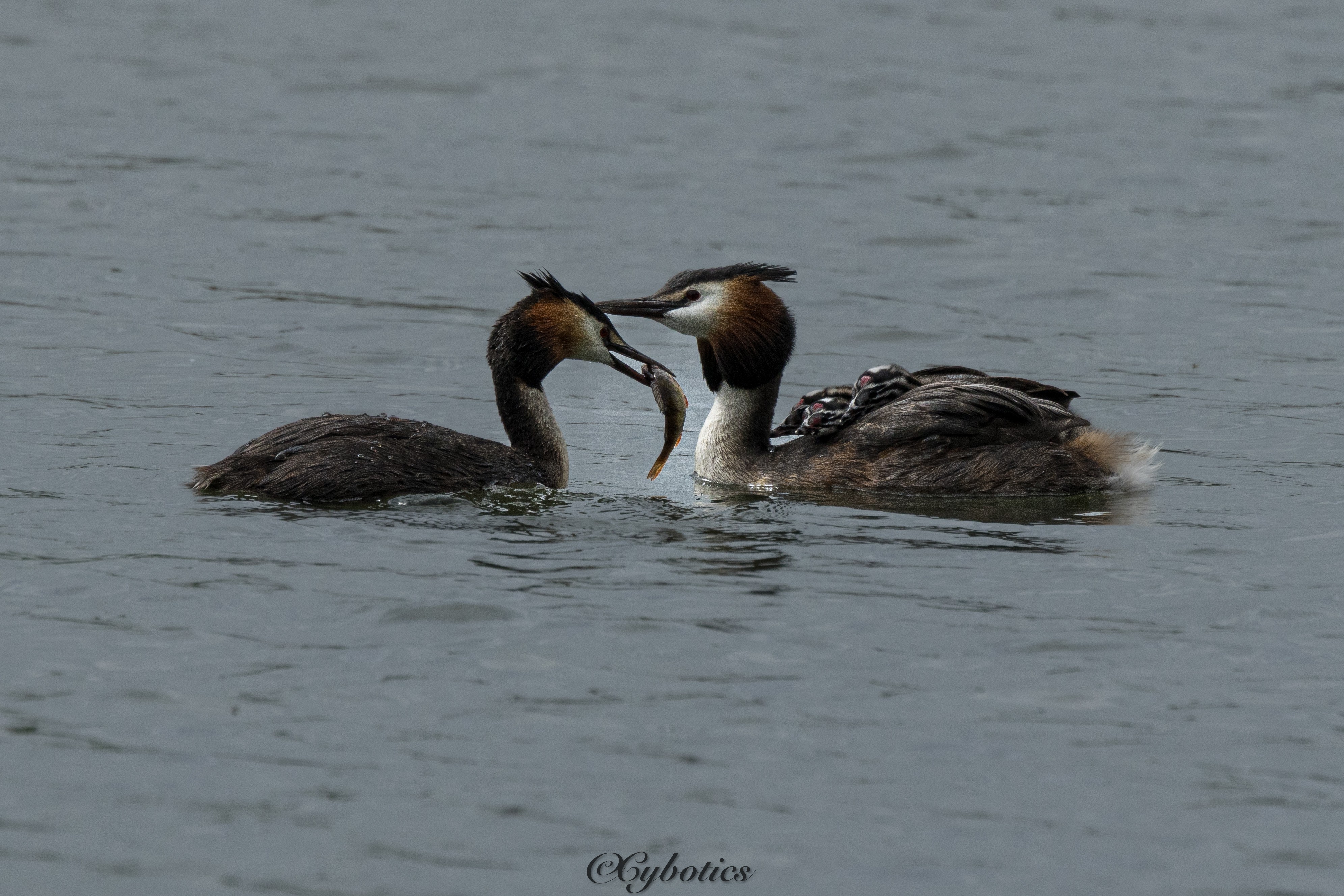 Great Crested Grebes and lunch