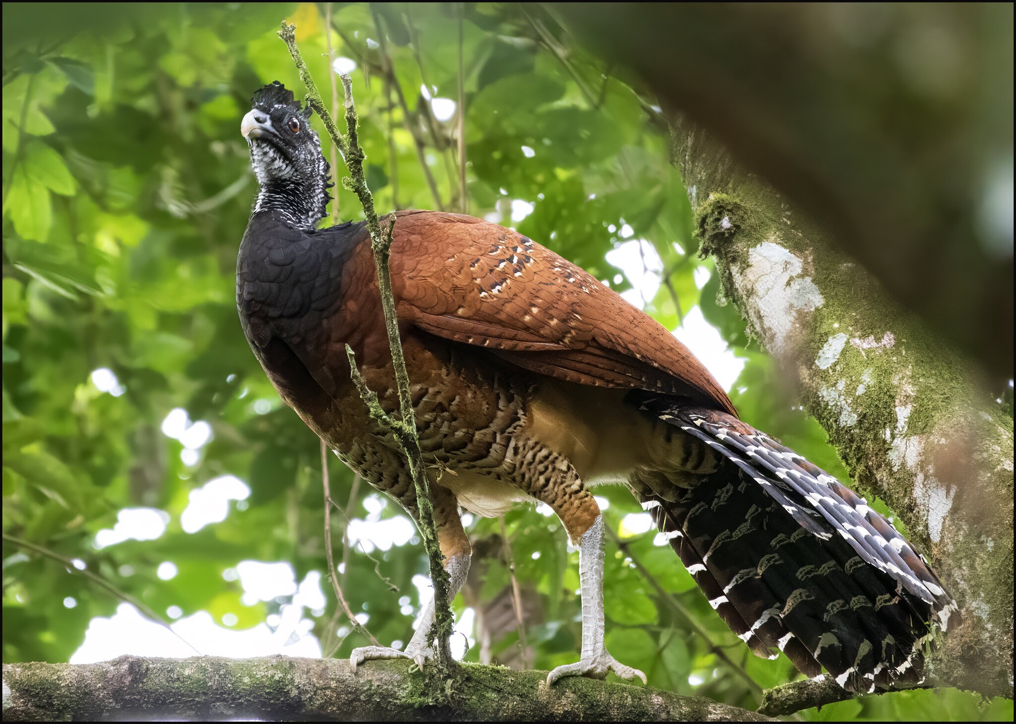 Great Curassow.jpg