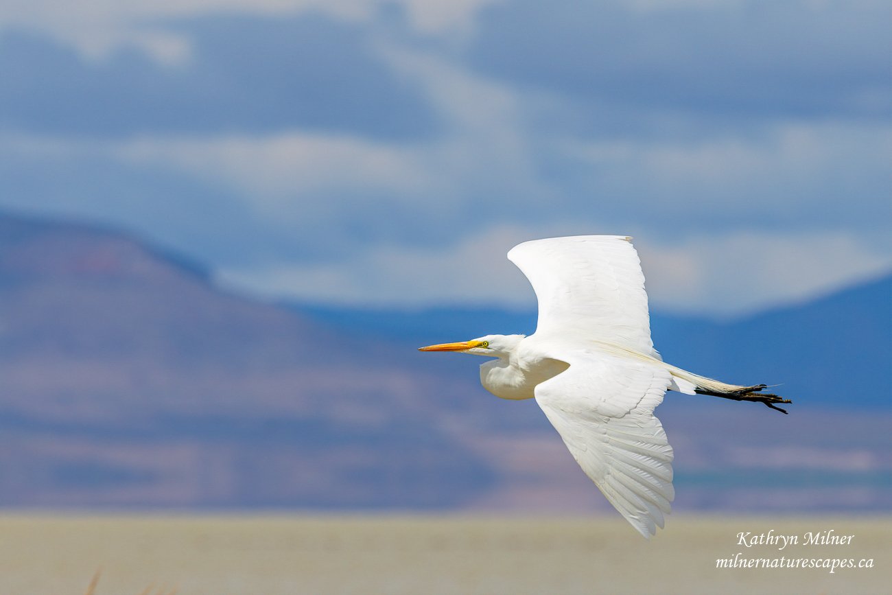 Great Egret.jpg