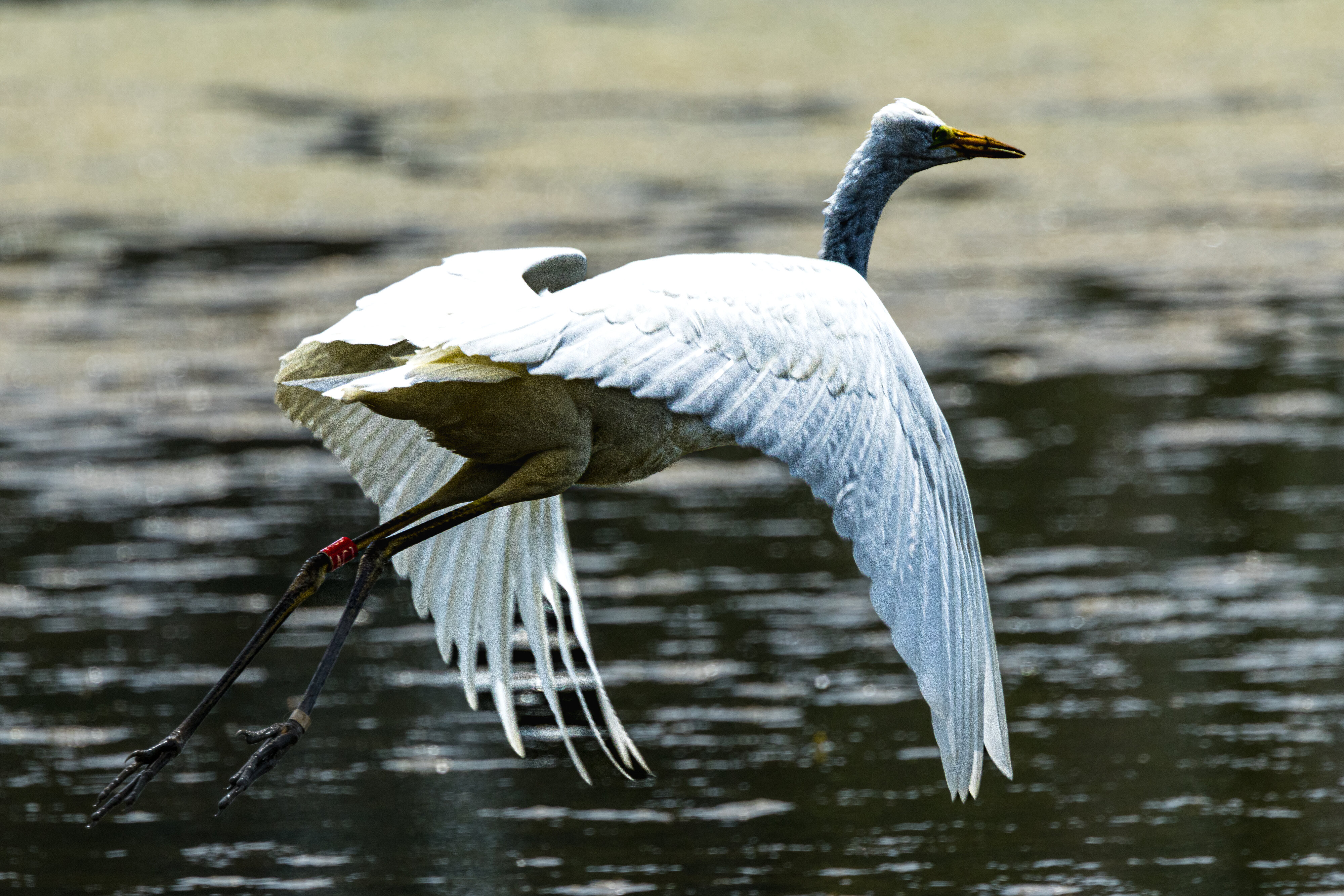 Great Egret