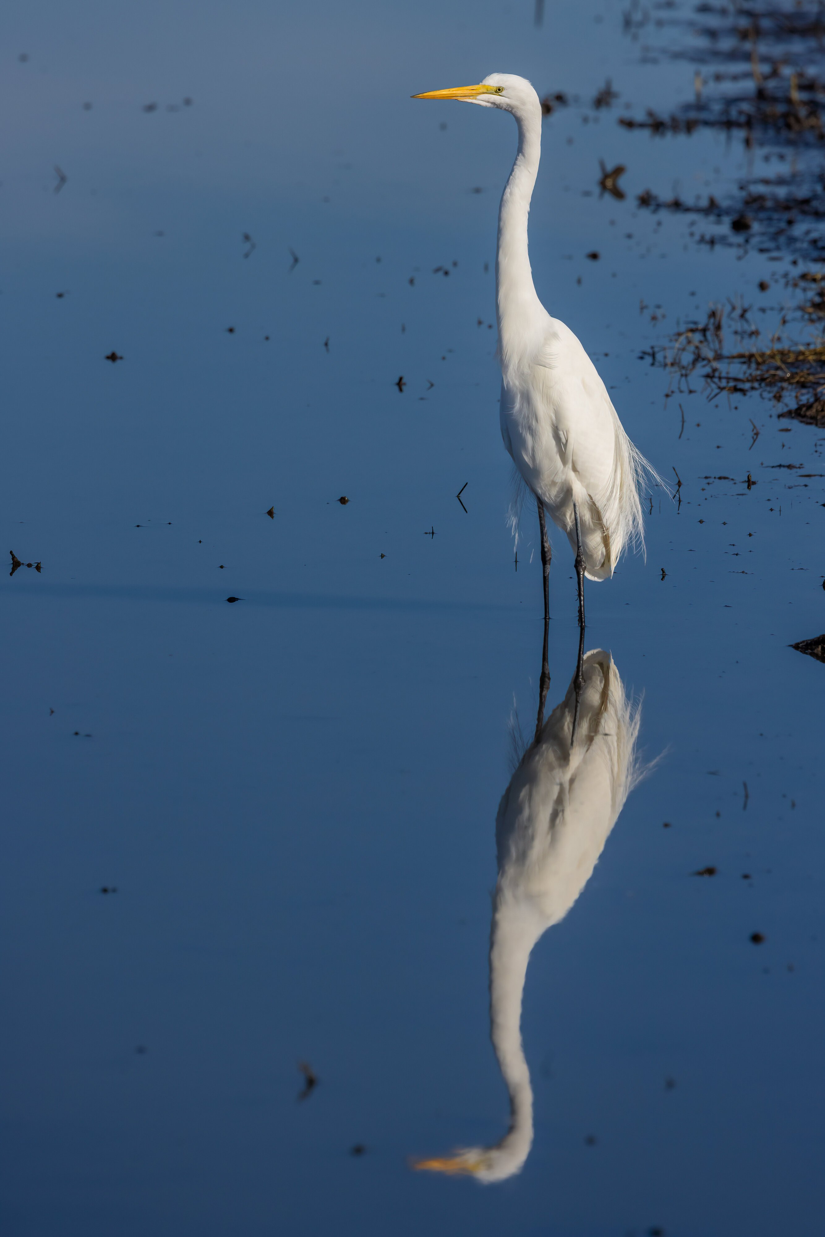 Great Egret