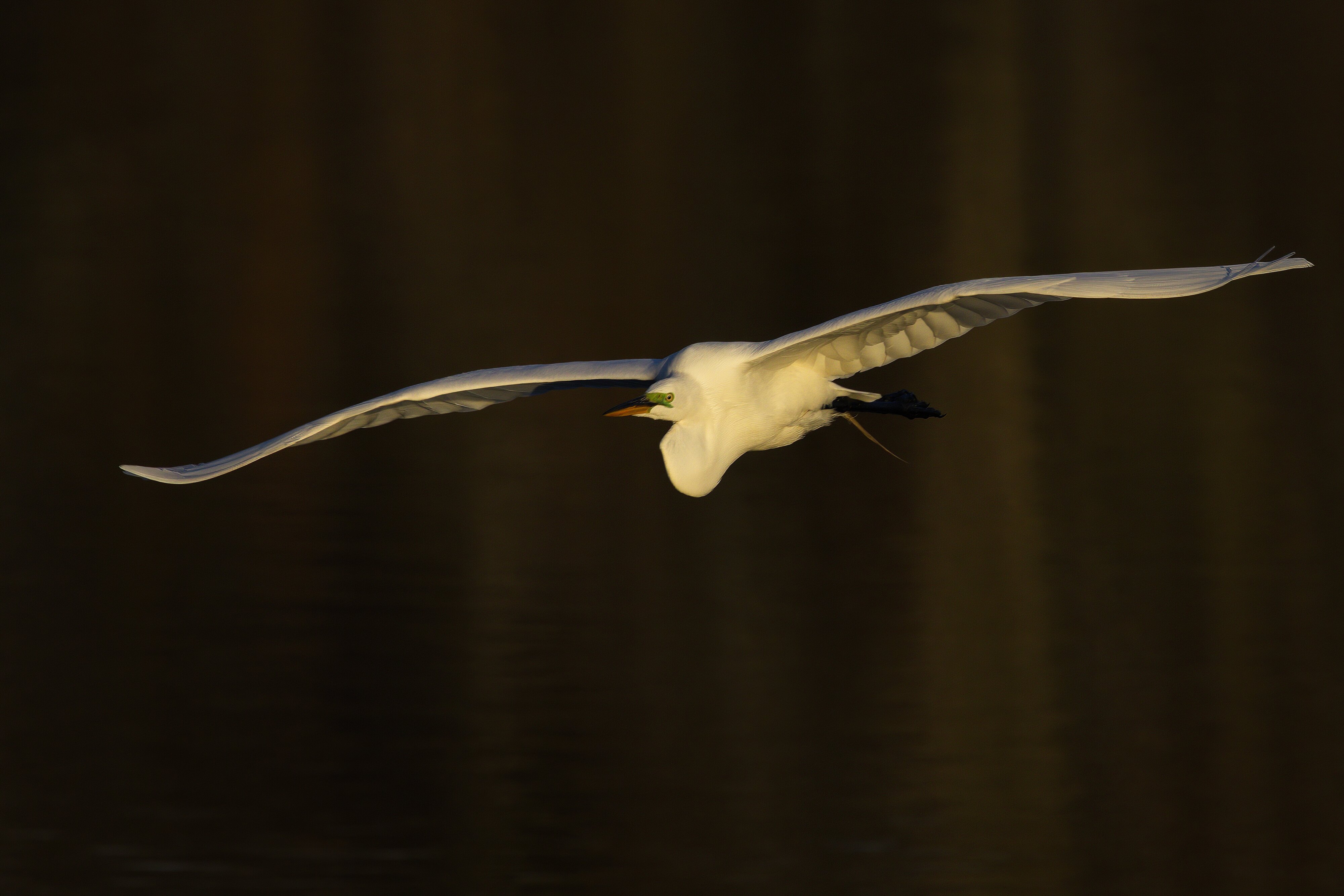 Great Egret