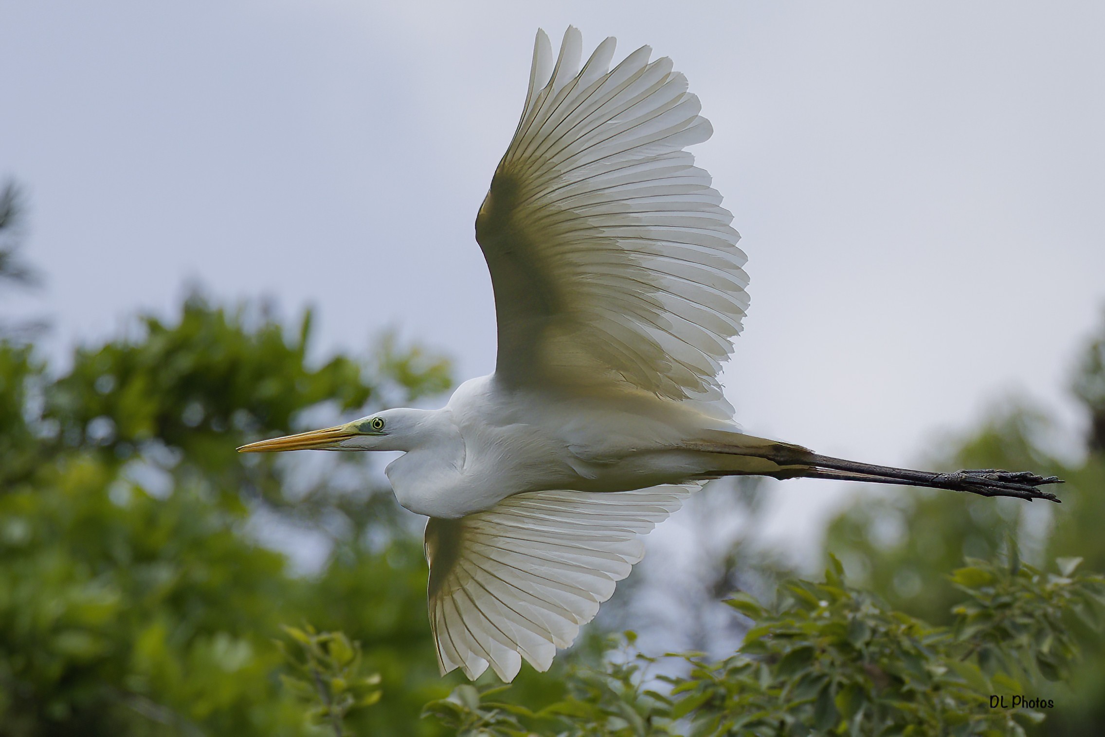 Great Egret