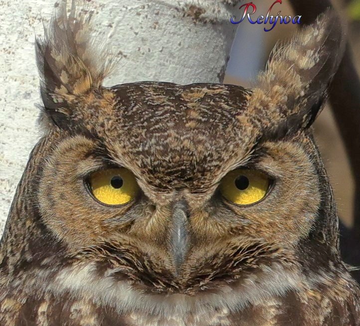 Great Horned Owl 26 Mar 2021a.JPG