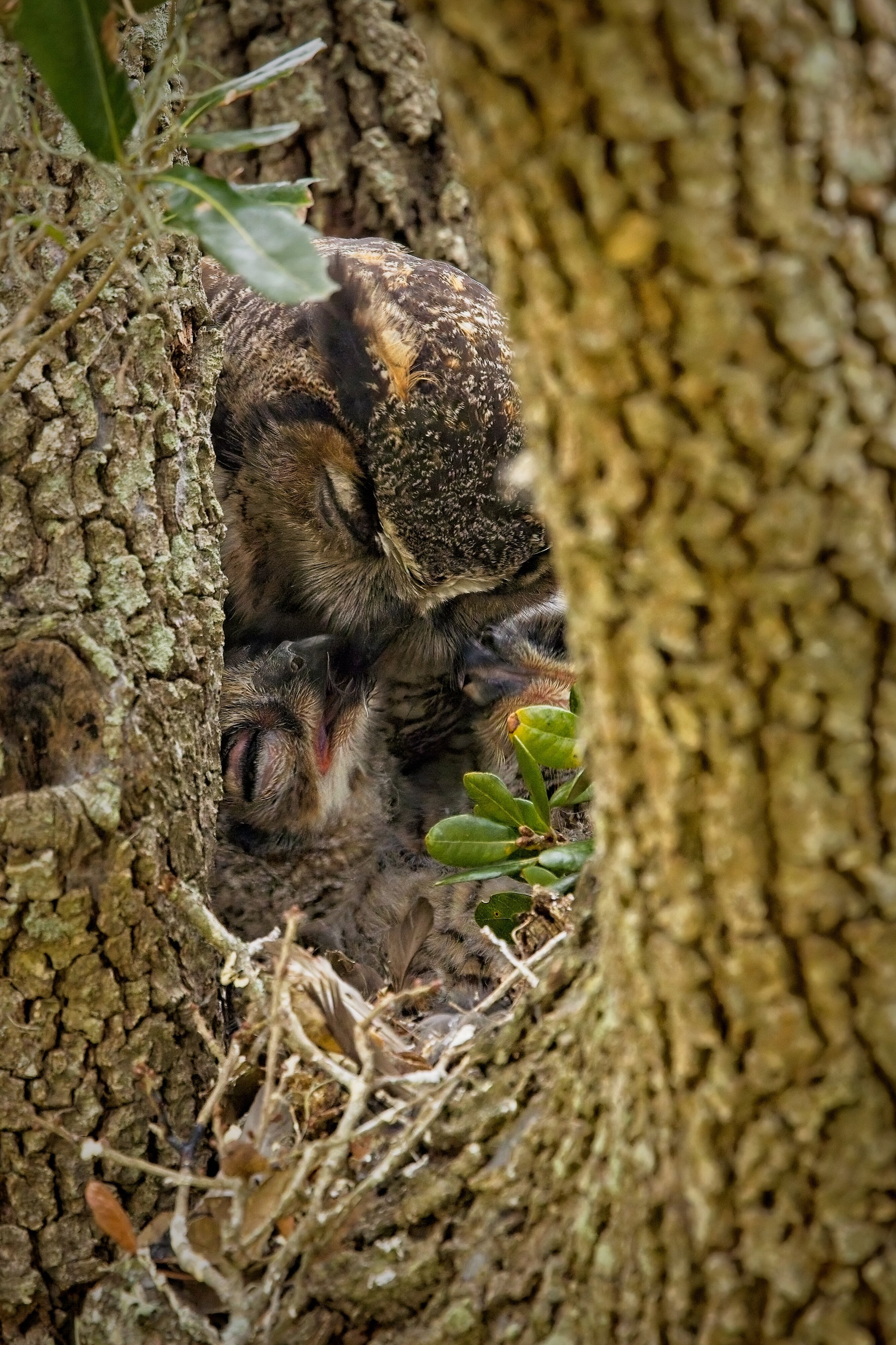 Great Horned Owl feeding bite of American Coot to owlets