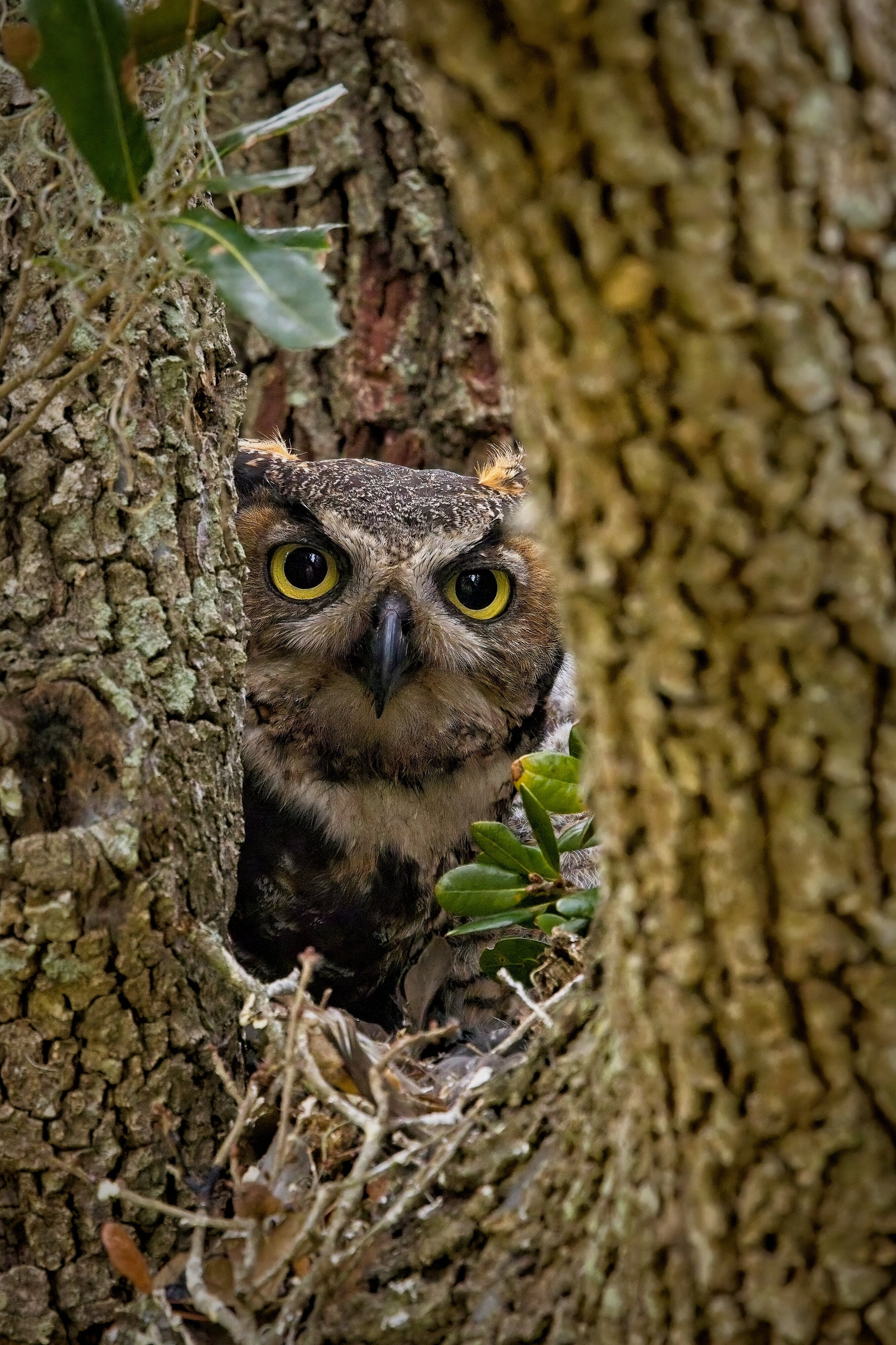 Great Horned Owl on nest