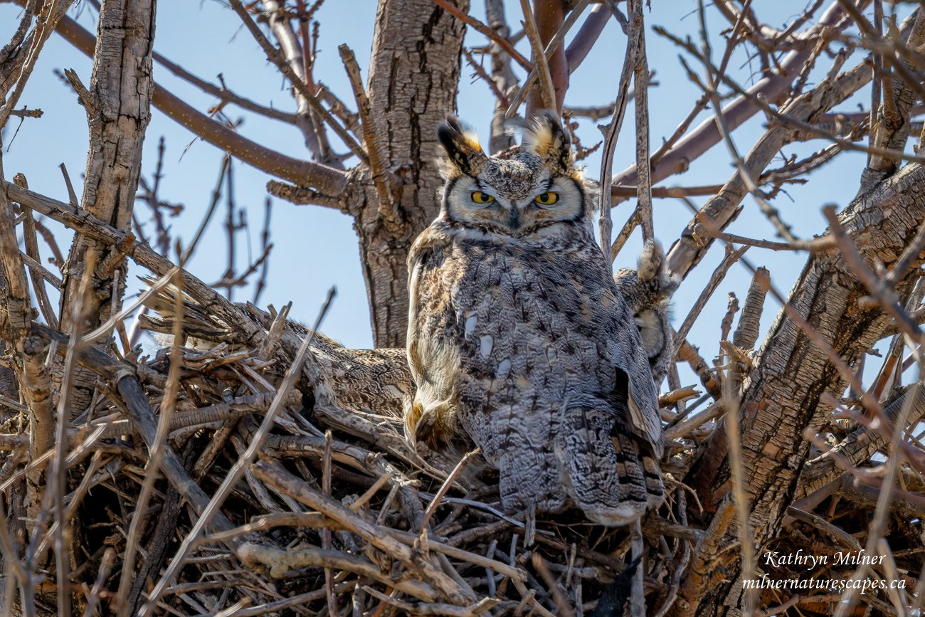 Great-horned Owl Pair (take 2)