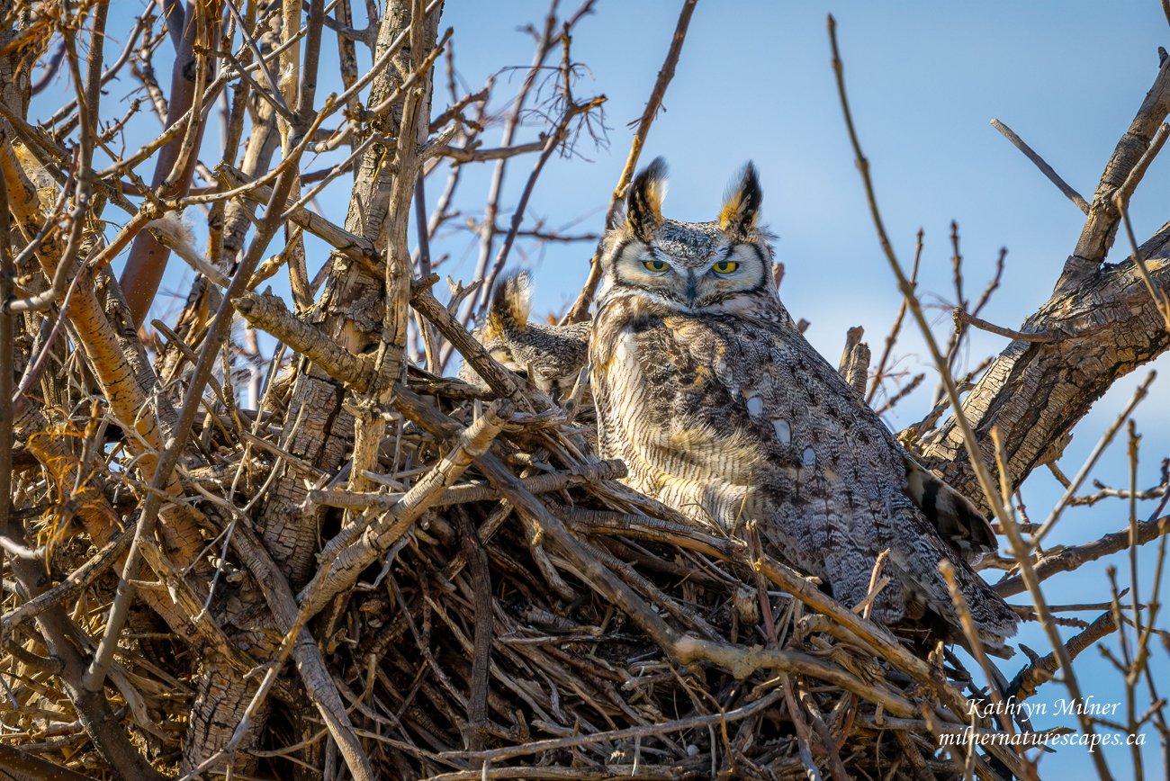 Great-horned Owl Pair