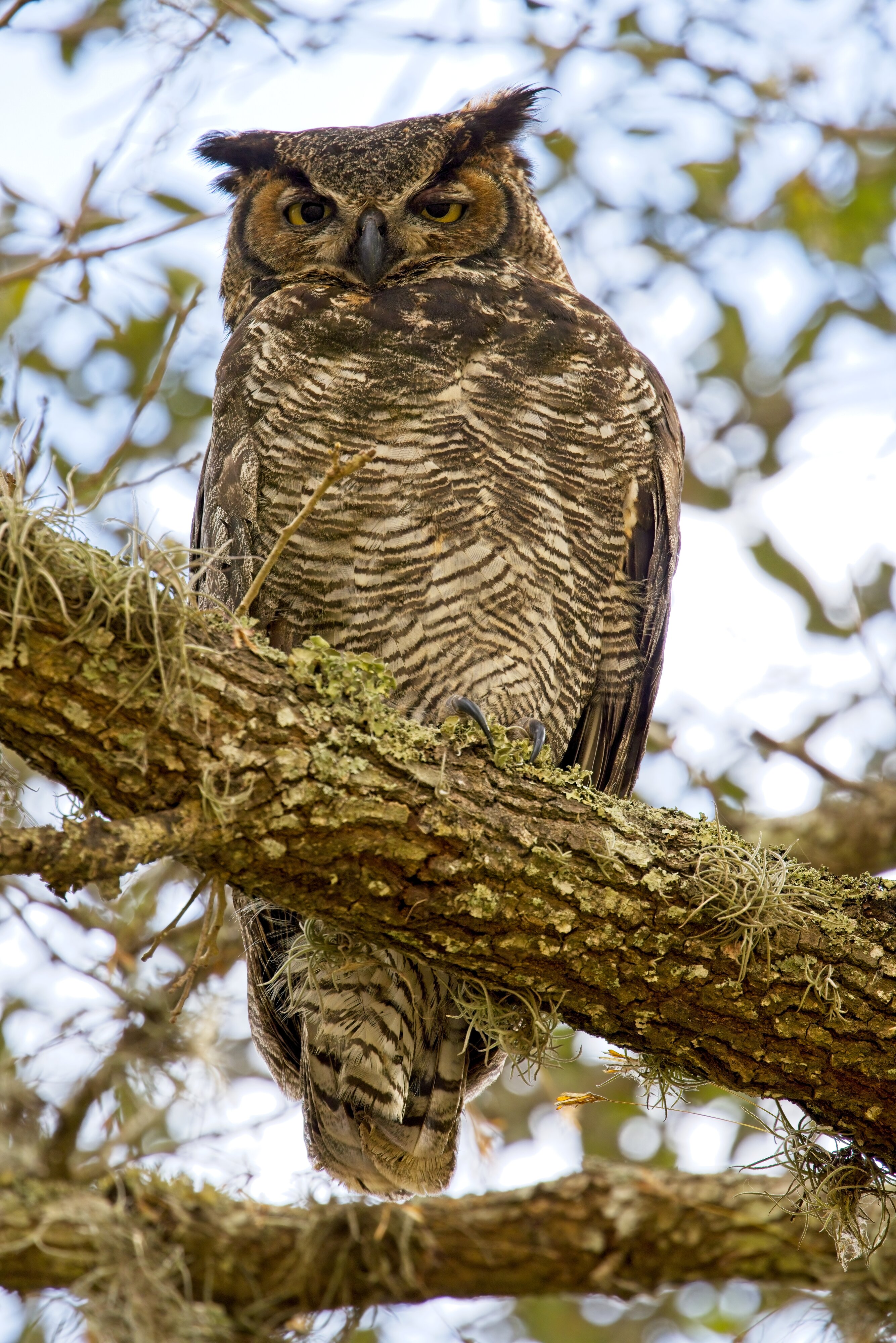 Great Horned Owl