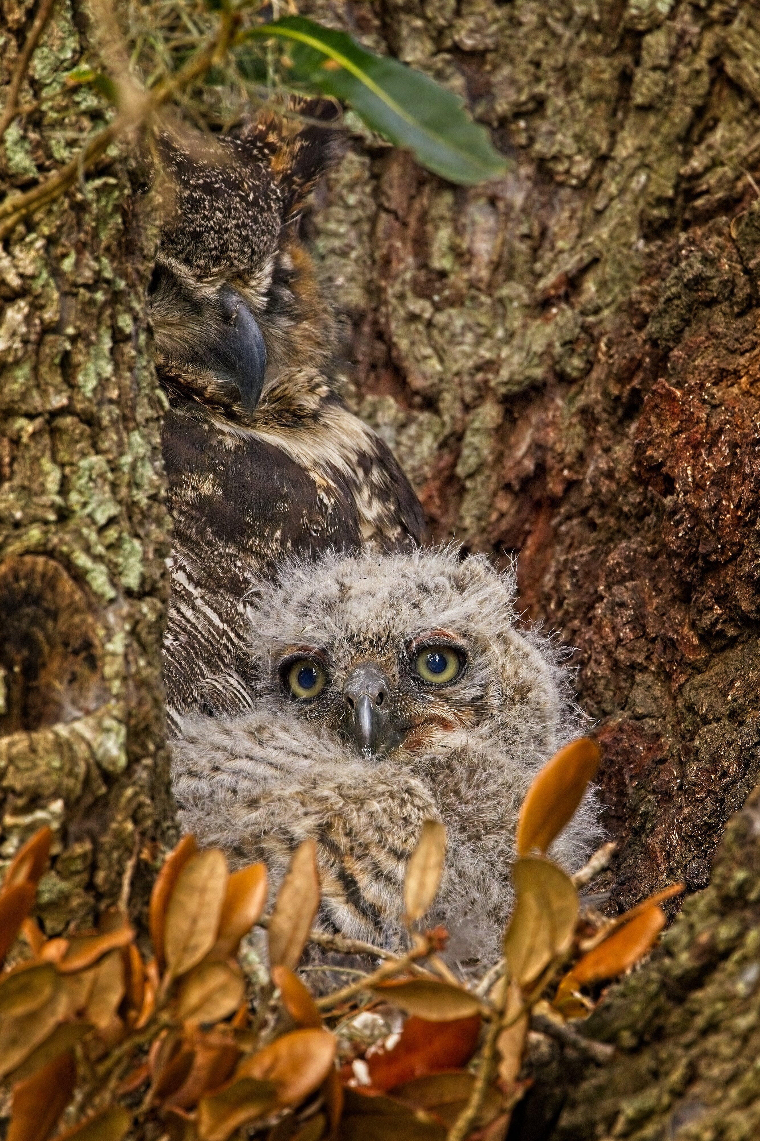 Great Horned Owlet and parent