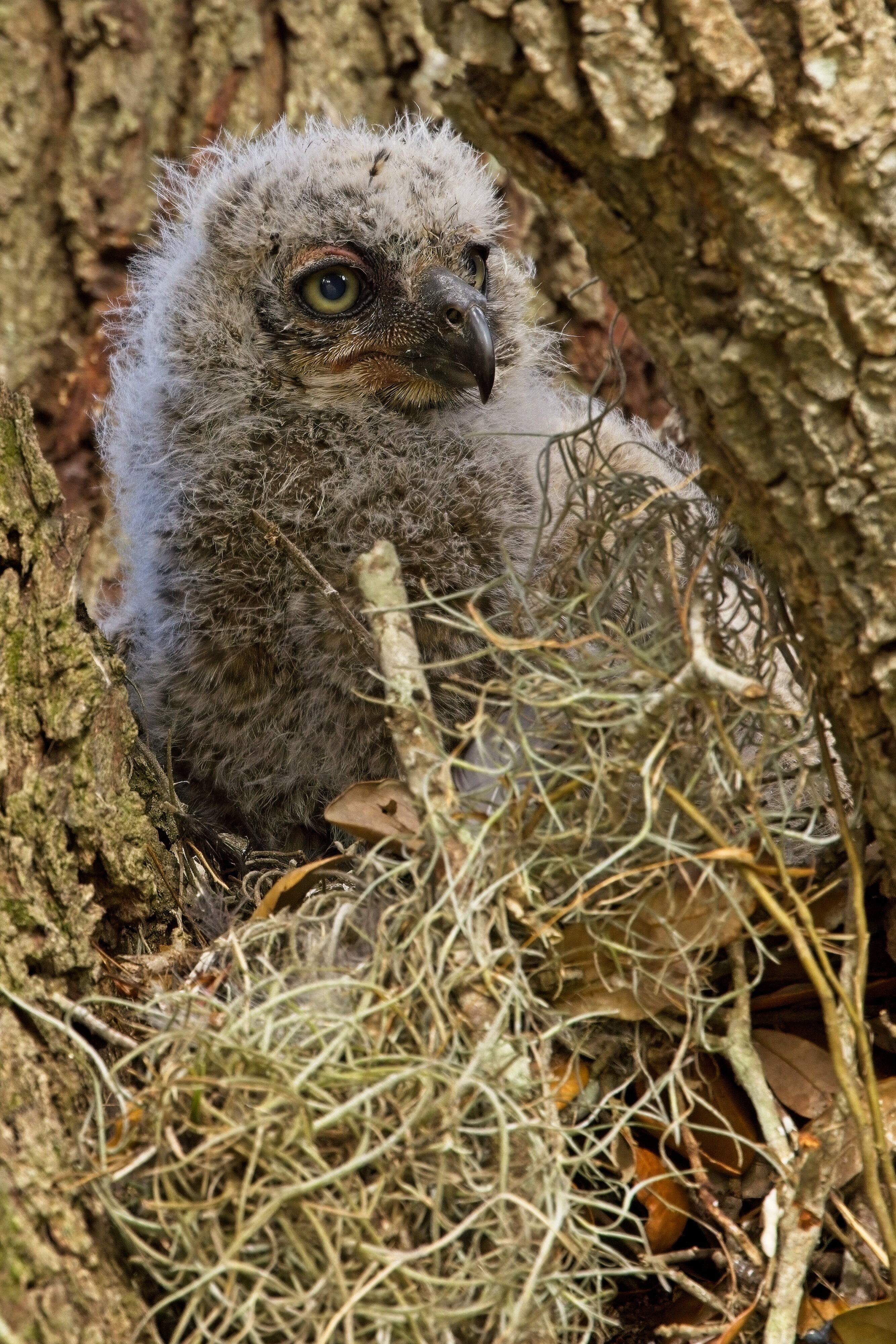 Great Horned Owlet