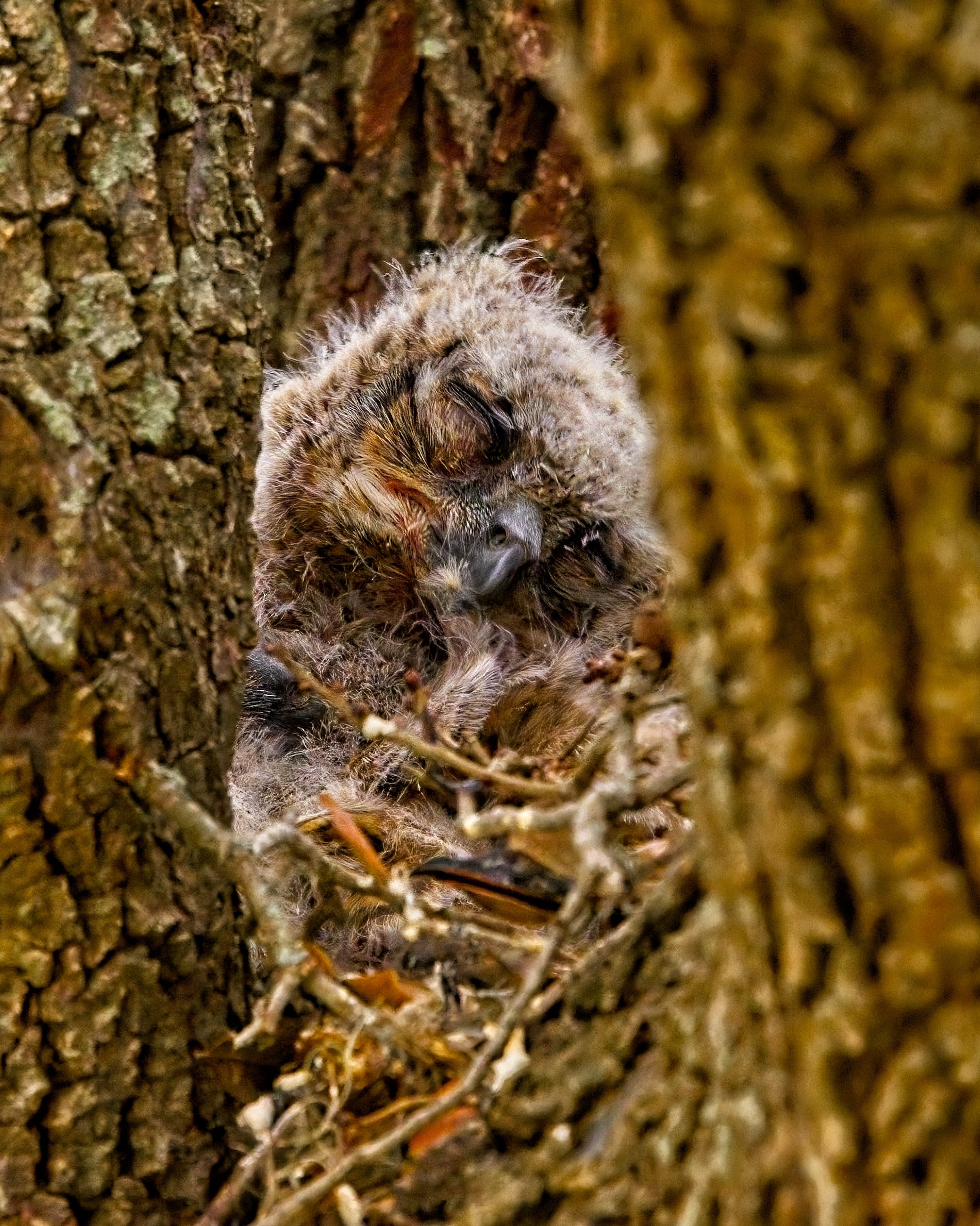 Great Horned Owlet