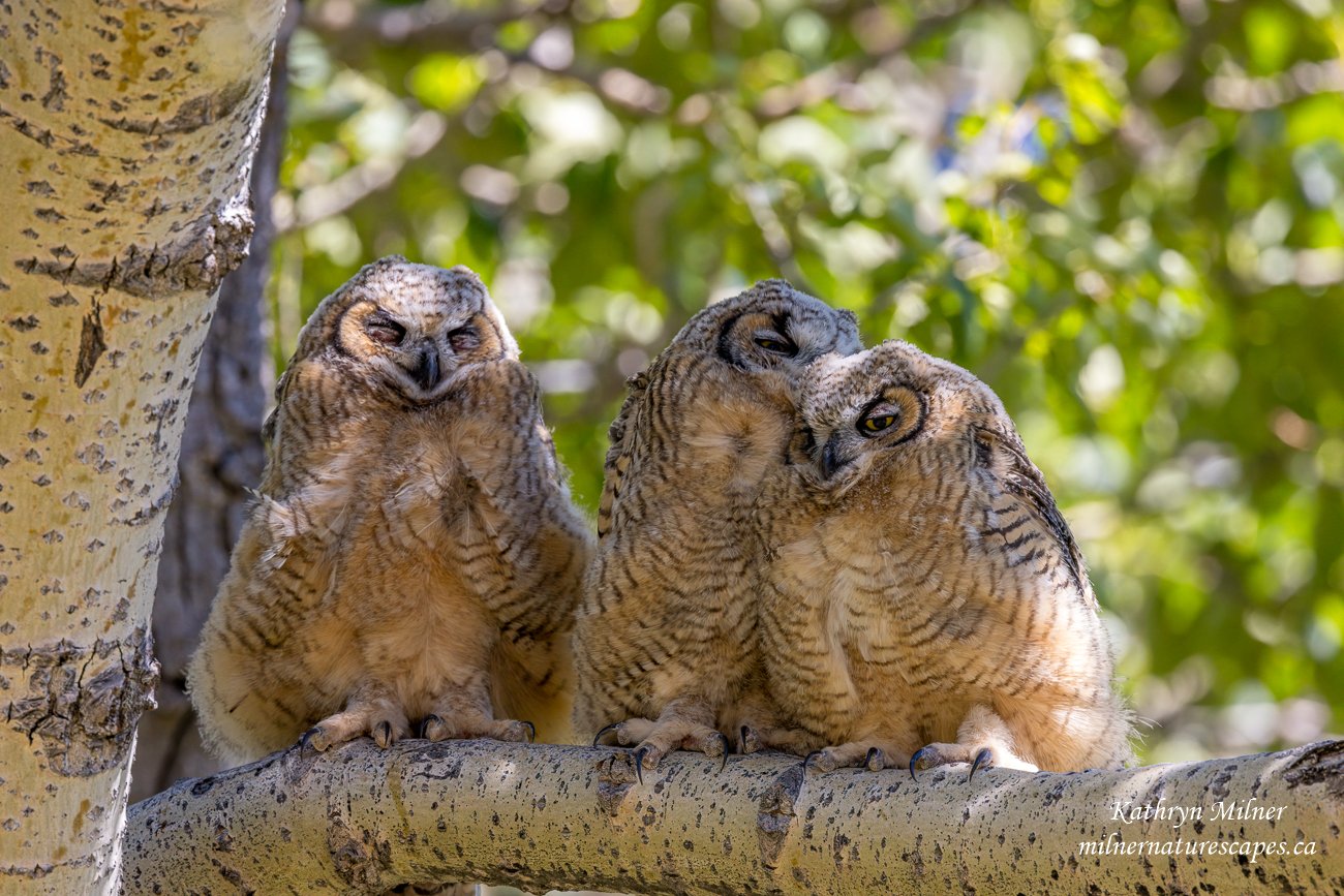 Great-horned Owlets.jpg