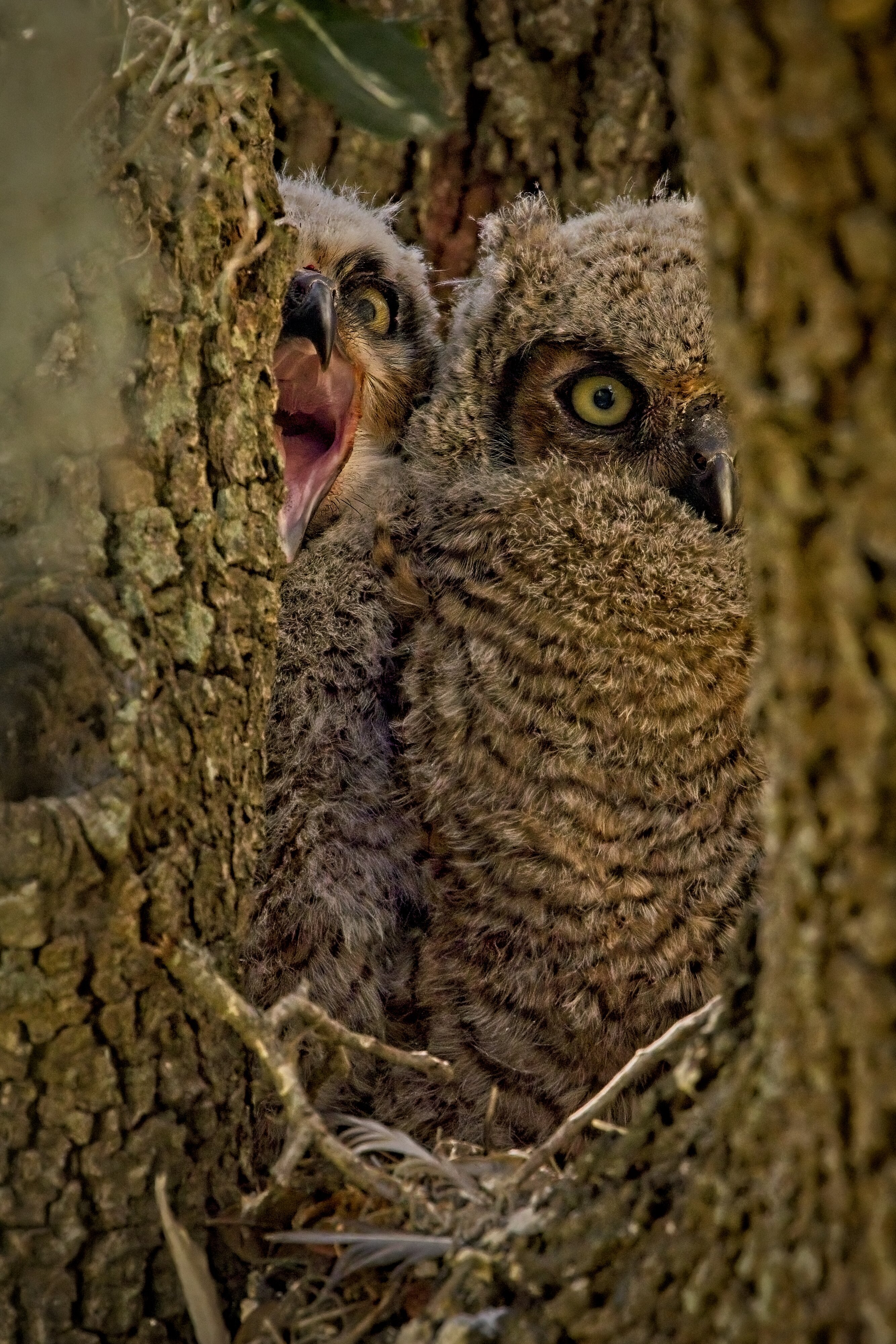 Great Horned Owlets