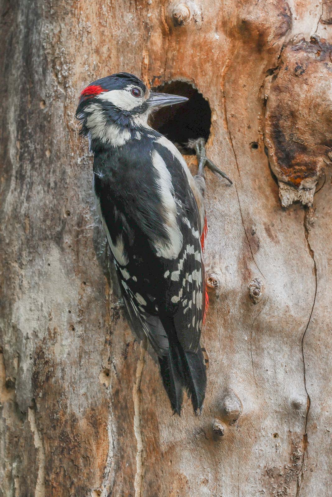 Great Spotted Woodpecker