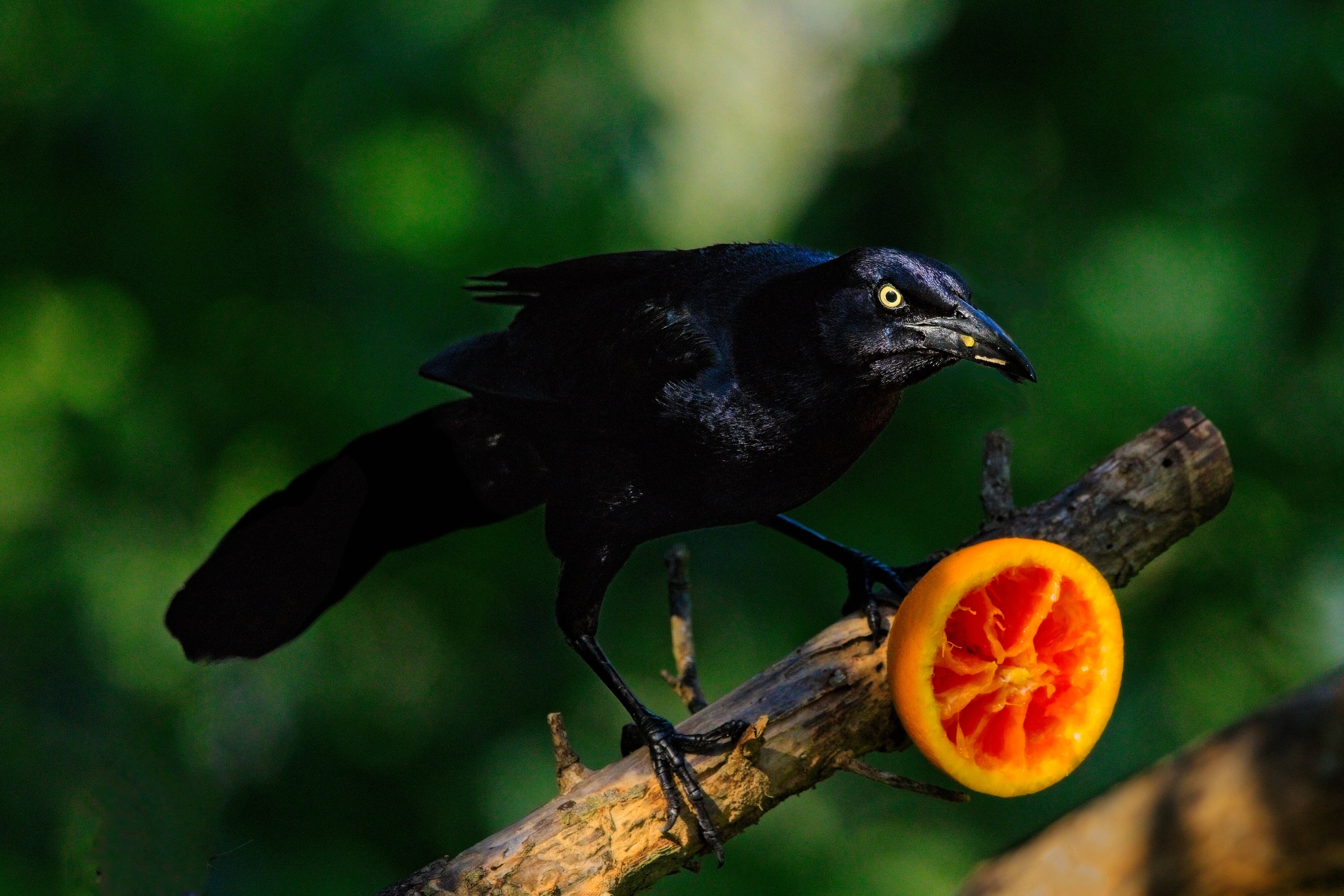 Great-Tailed Grackle