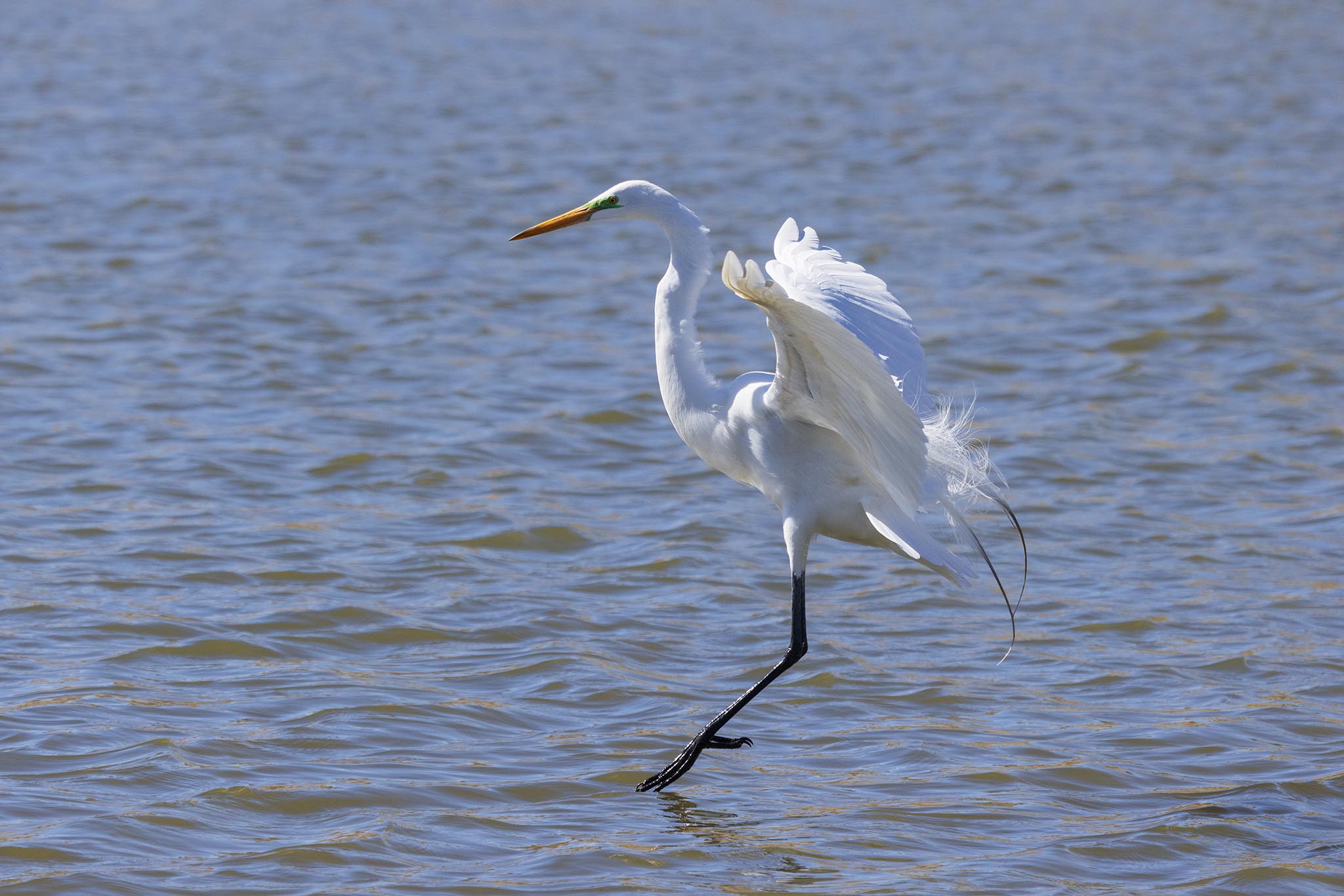 Great White Egret-7N8A7472-W.jpg