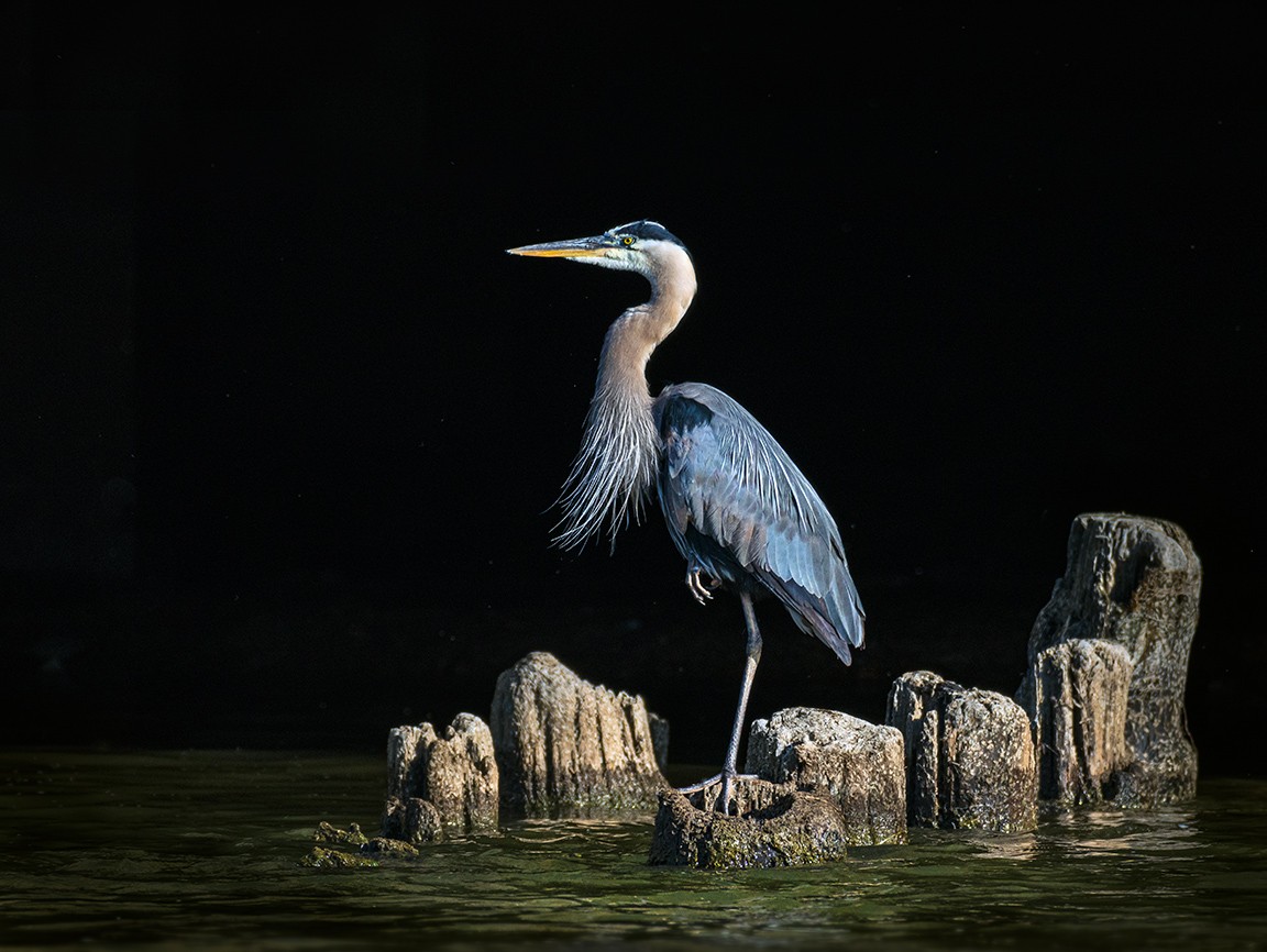 GreatBlueHeron2056.jpg