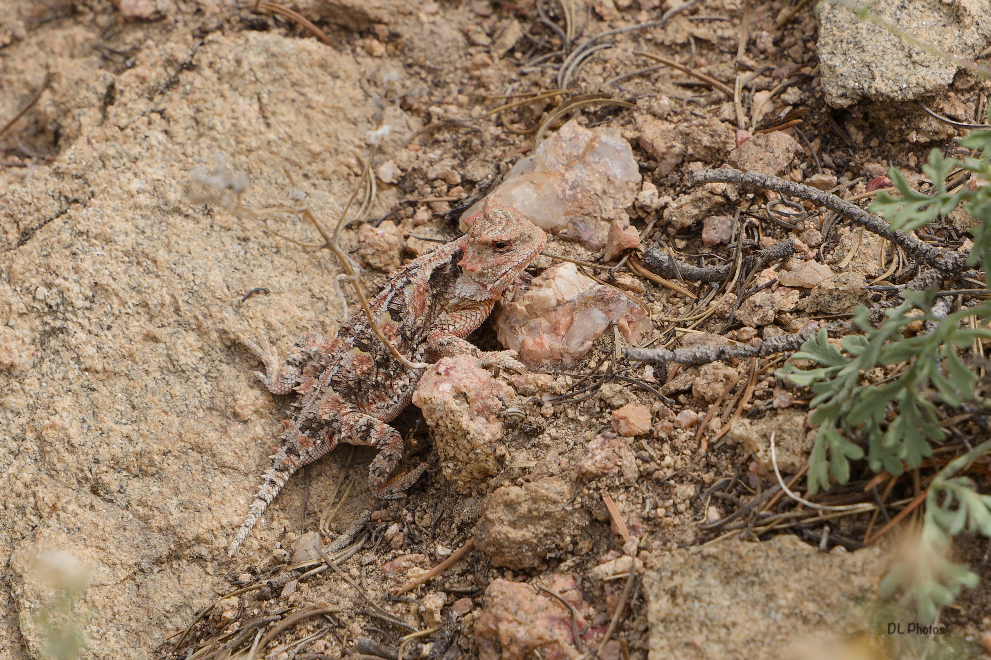 Greater Short-Horned Lizard