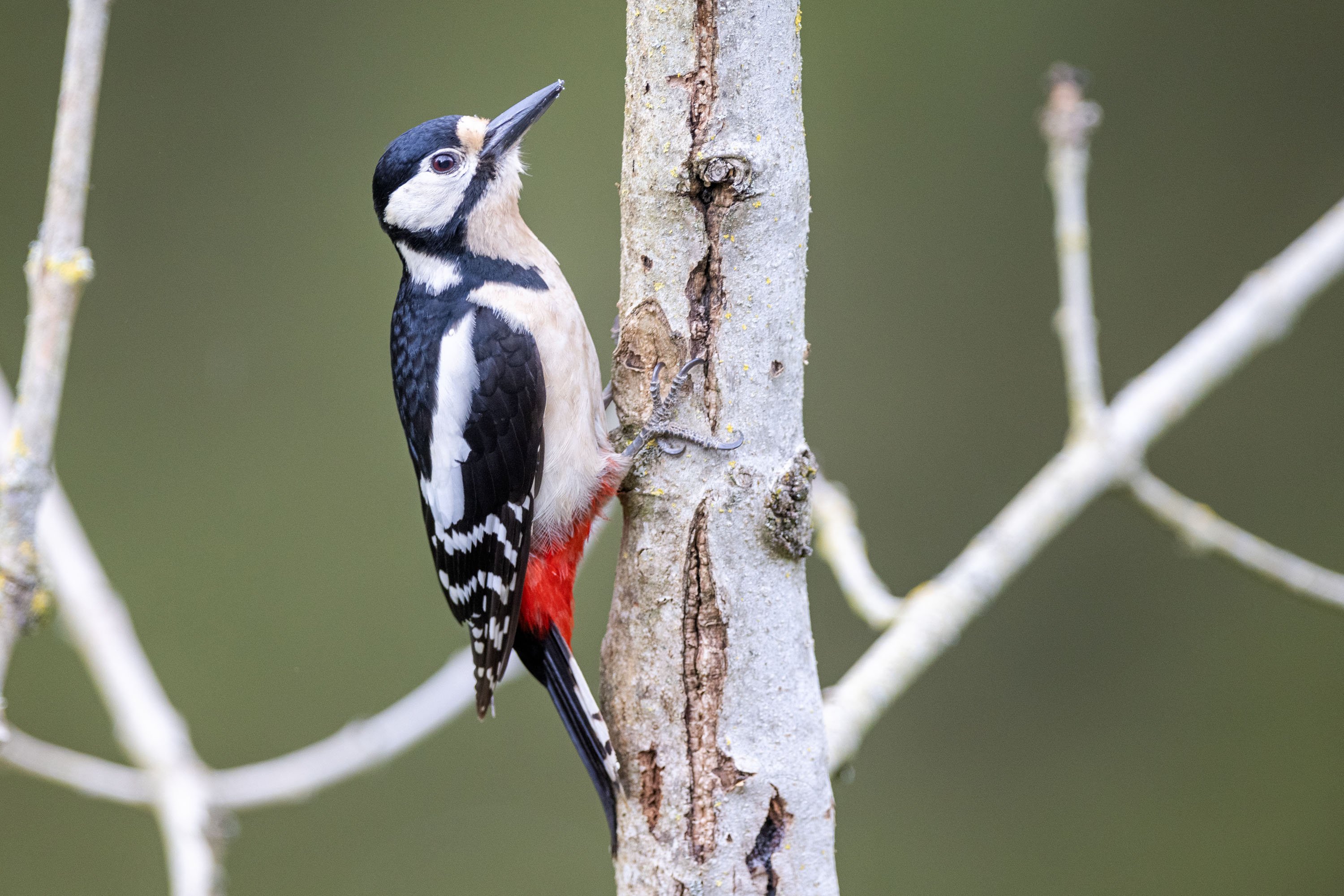 Greater Spotted Woodpecker