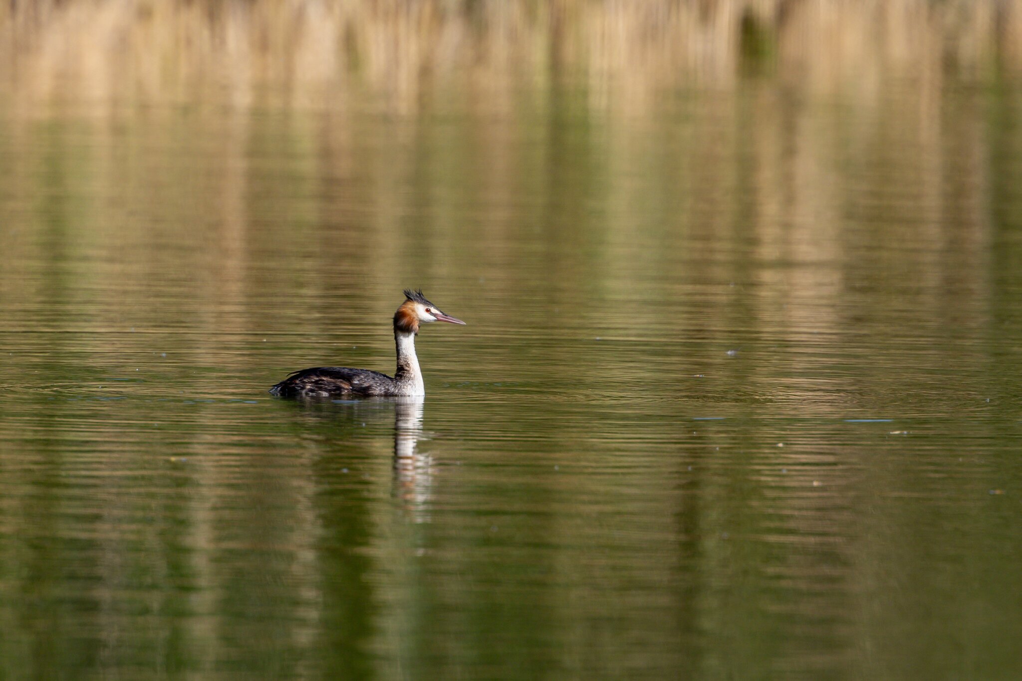 Grebe 01.jpg