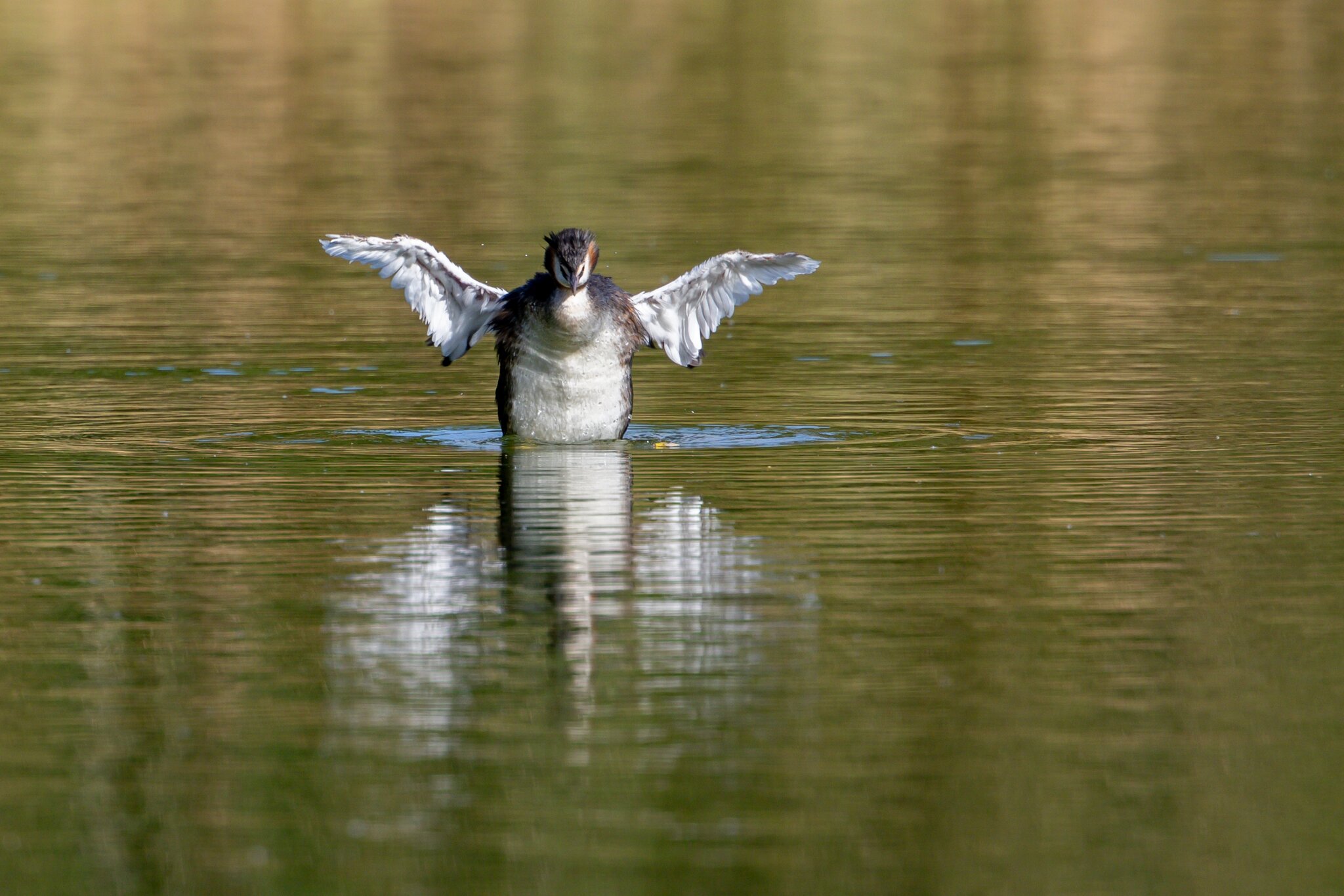 Grebe 04.jpg