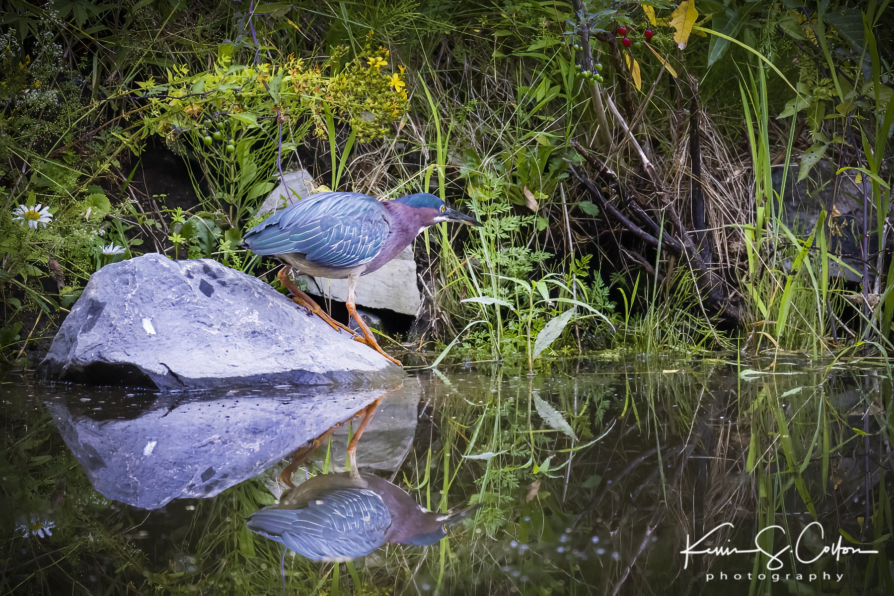 Green Heron Fishing