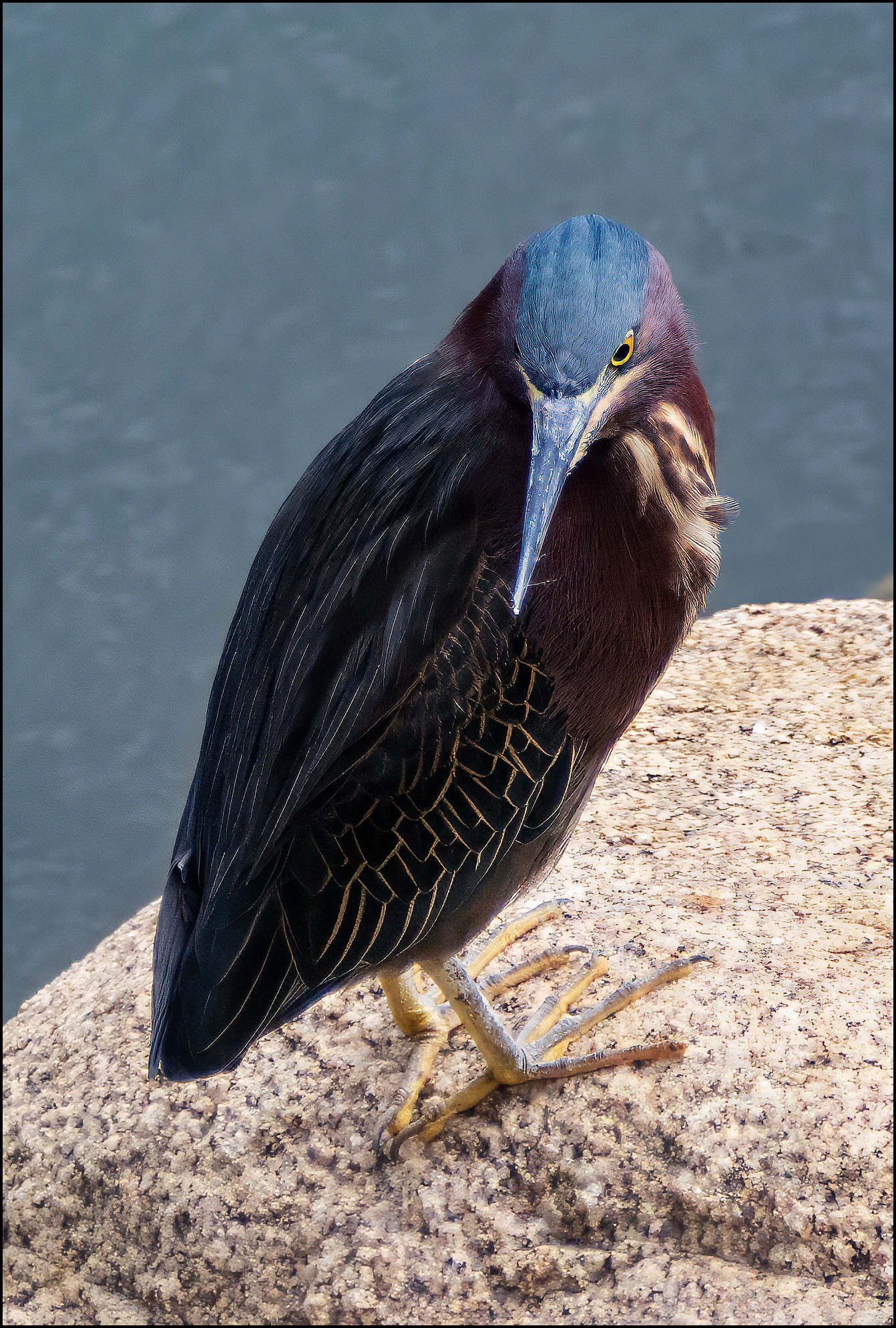 Green-Heron.jpg