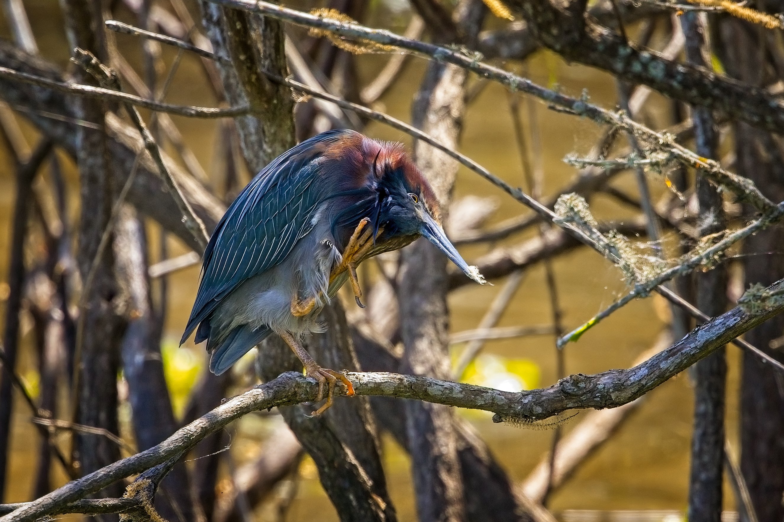 Green Heron