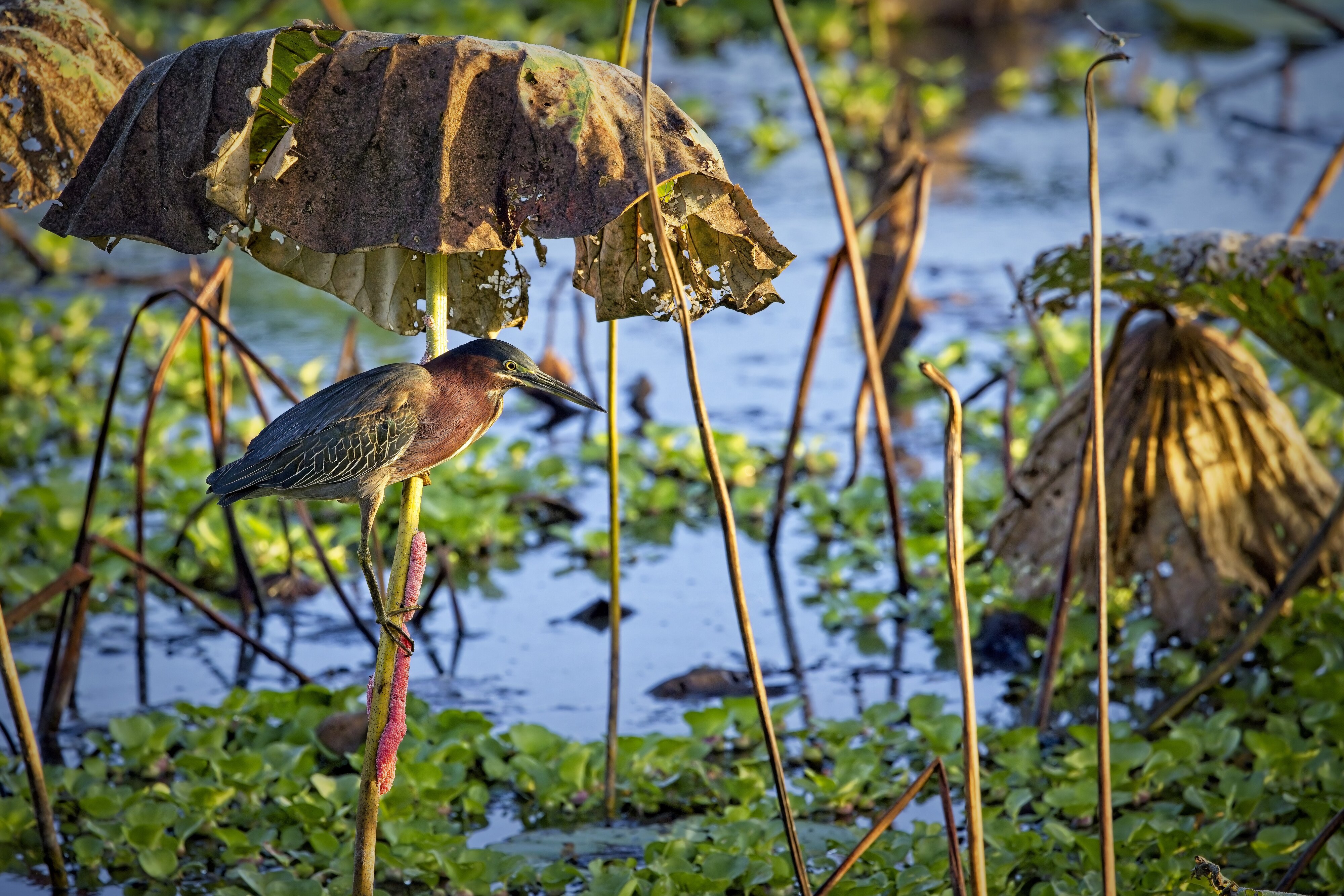 Green Heron