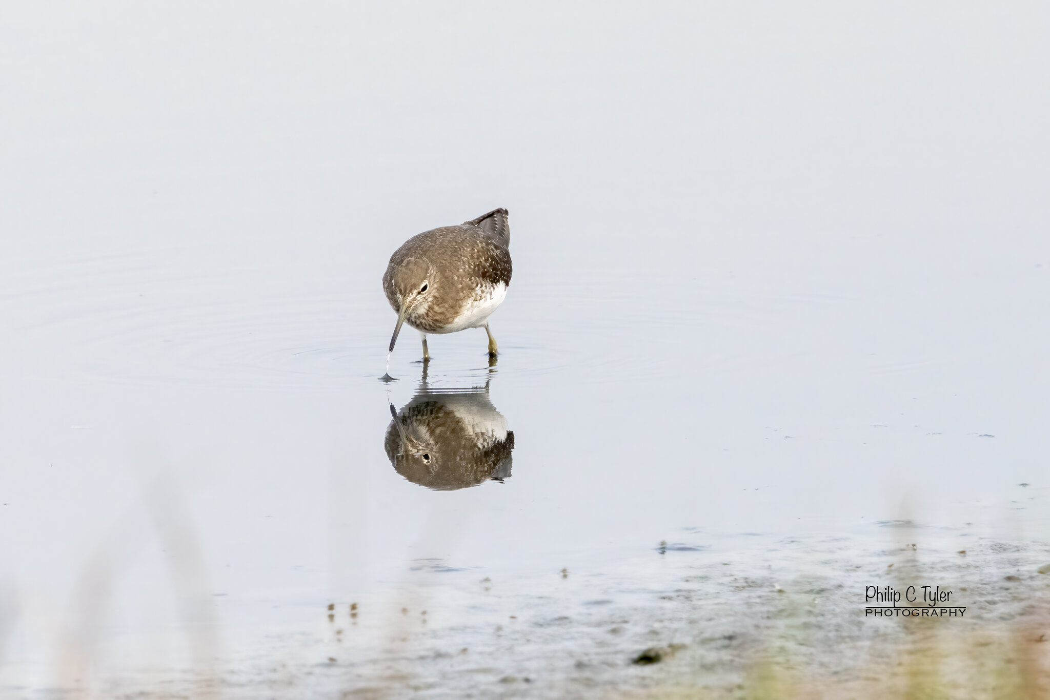 Green Sandpiper R7-019508.jpg