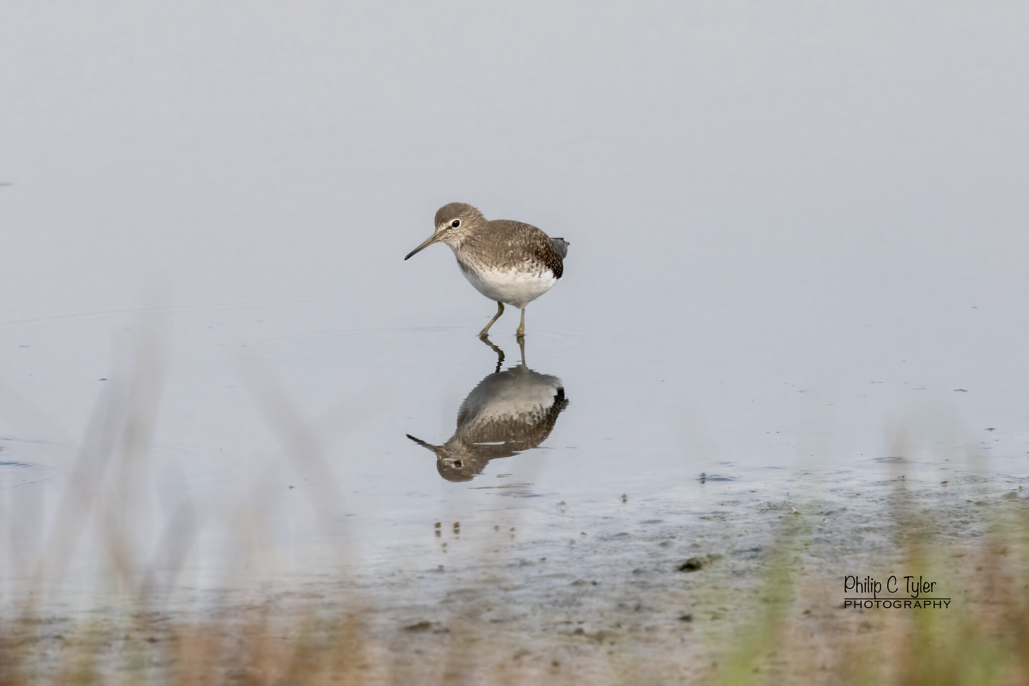 Green Sandpiper R7-019510.jpg