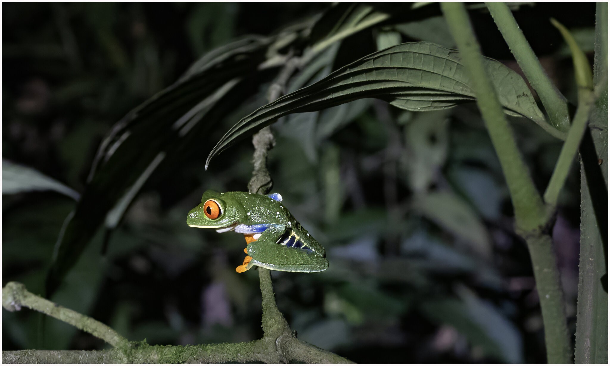 Green Tree Frog II.jpg