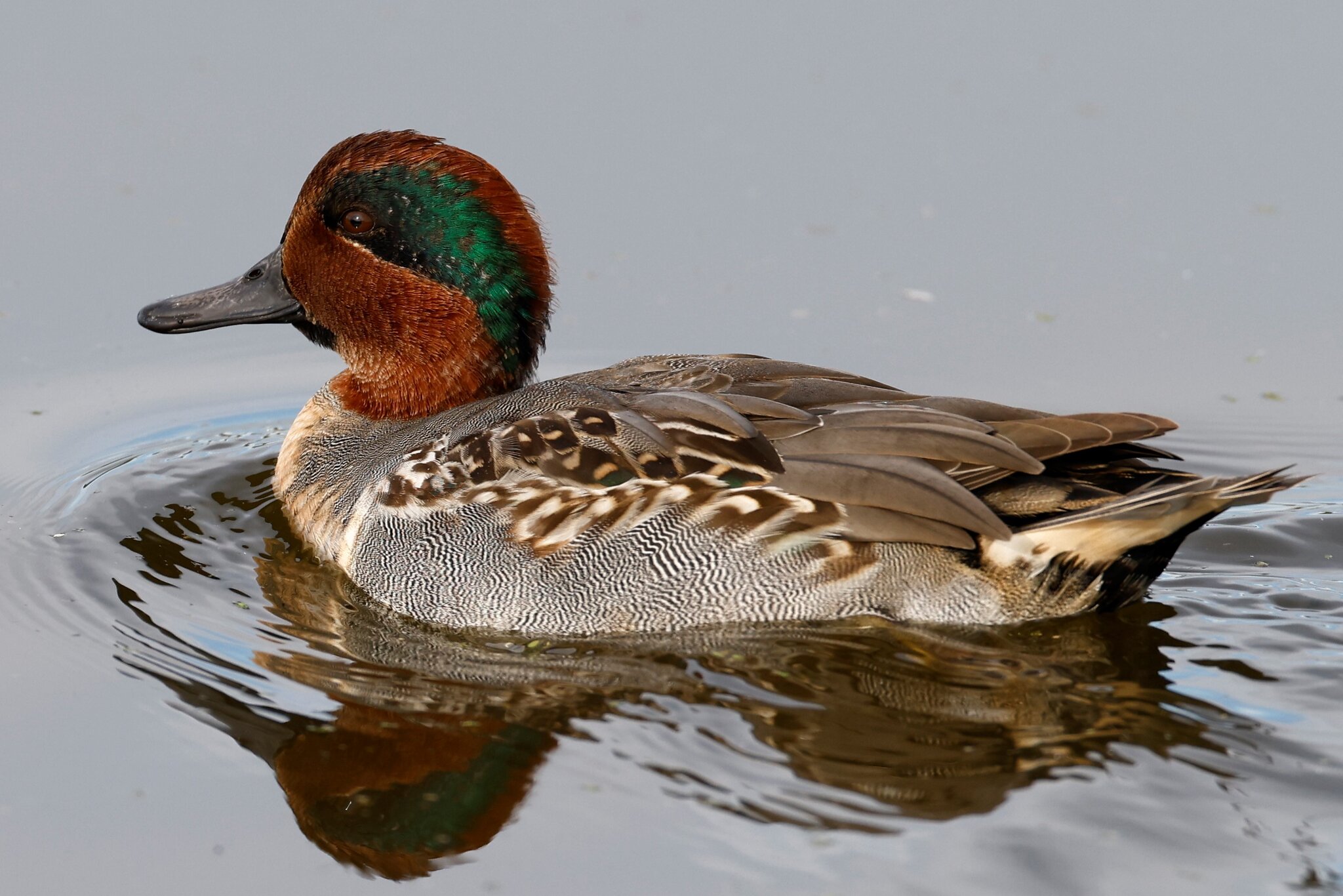 Green Winged Teal  Horicon Marsh