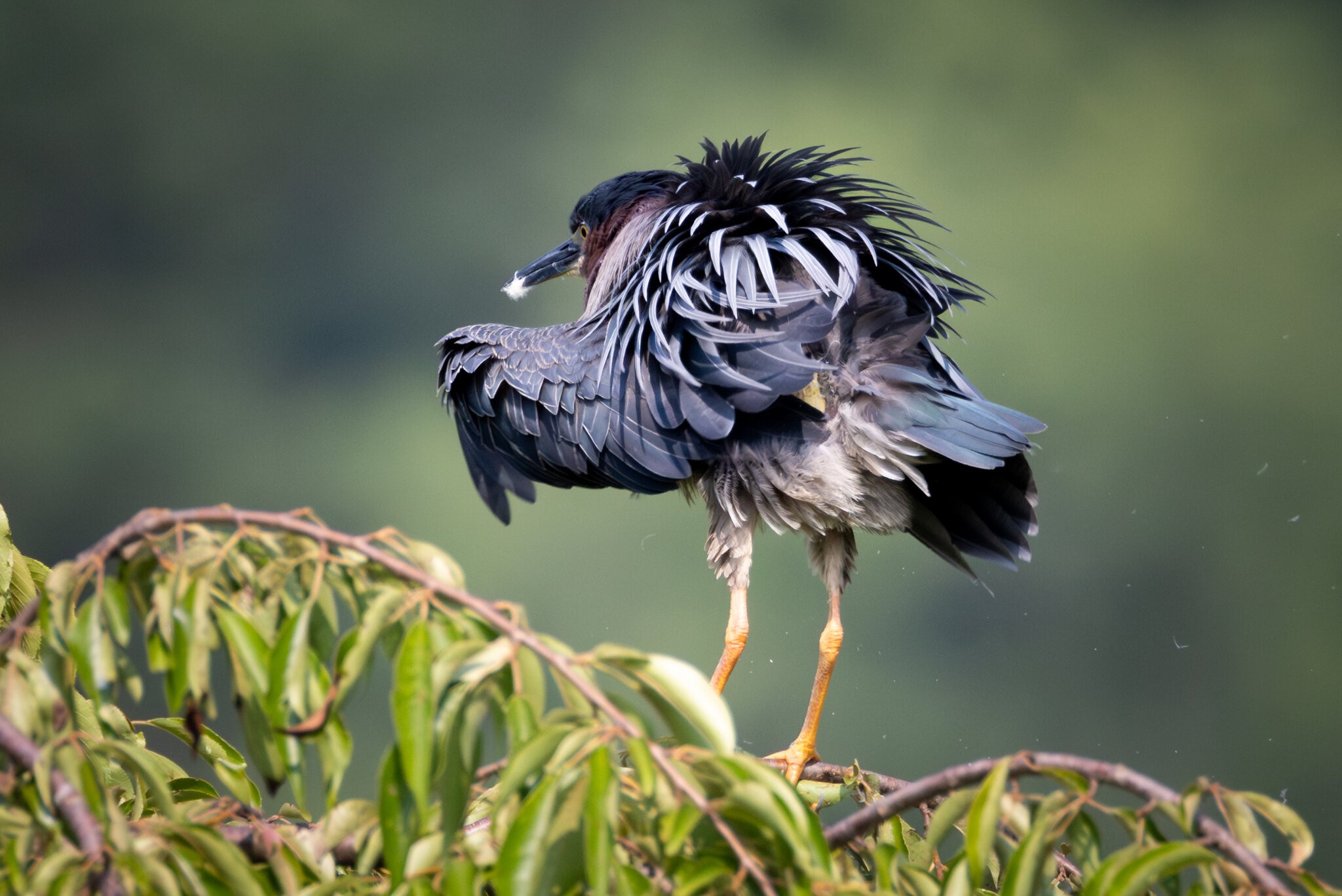 GreenHeron-2.jpg