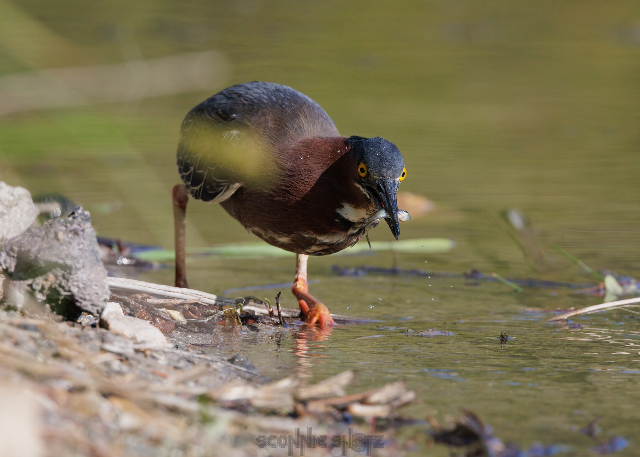 GreenHeron