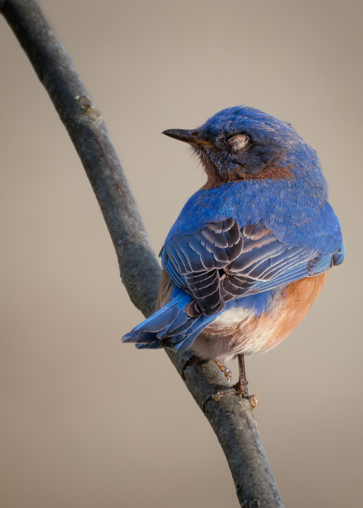 Greenway Bluebird-3.jpg