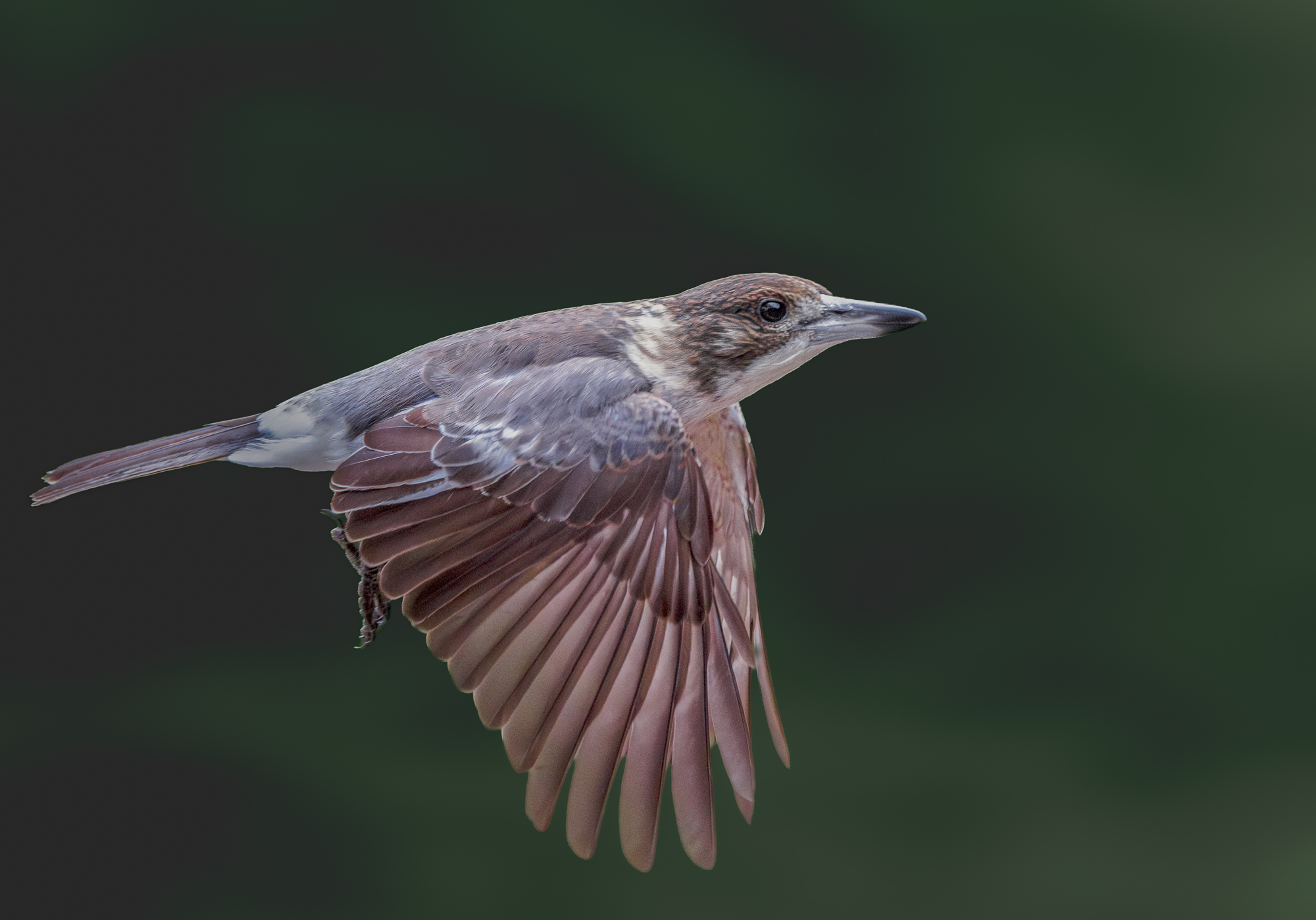 Grey Butcherbird.jpg