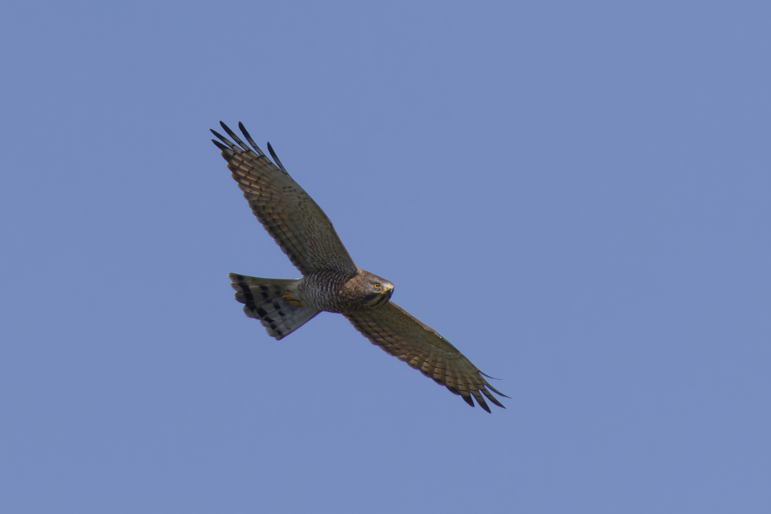 Grey-faced buzzard