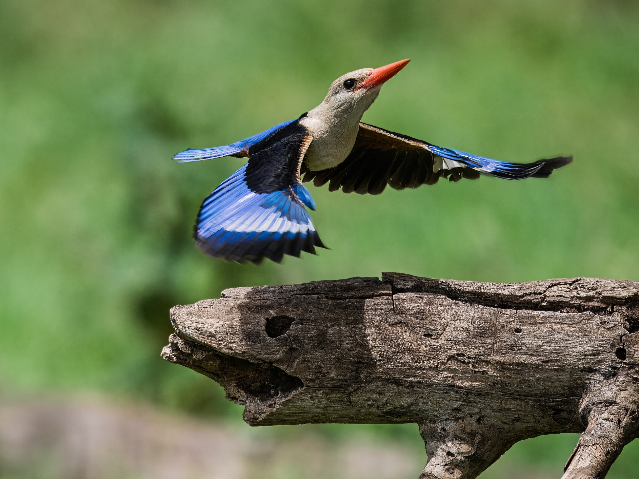 Grey Headed Kingfisher Launch, Amboseli Kenya_.jpg