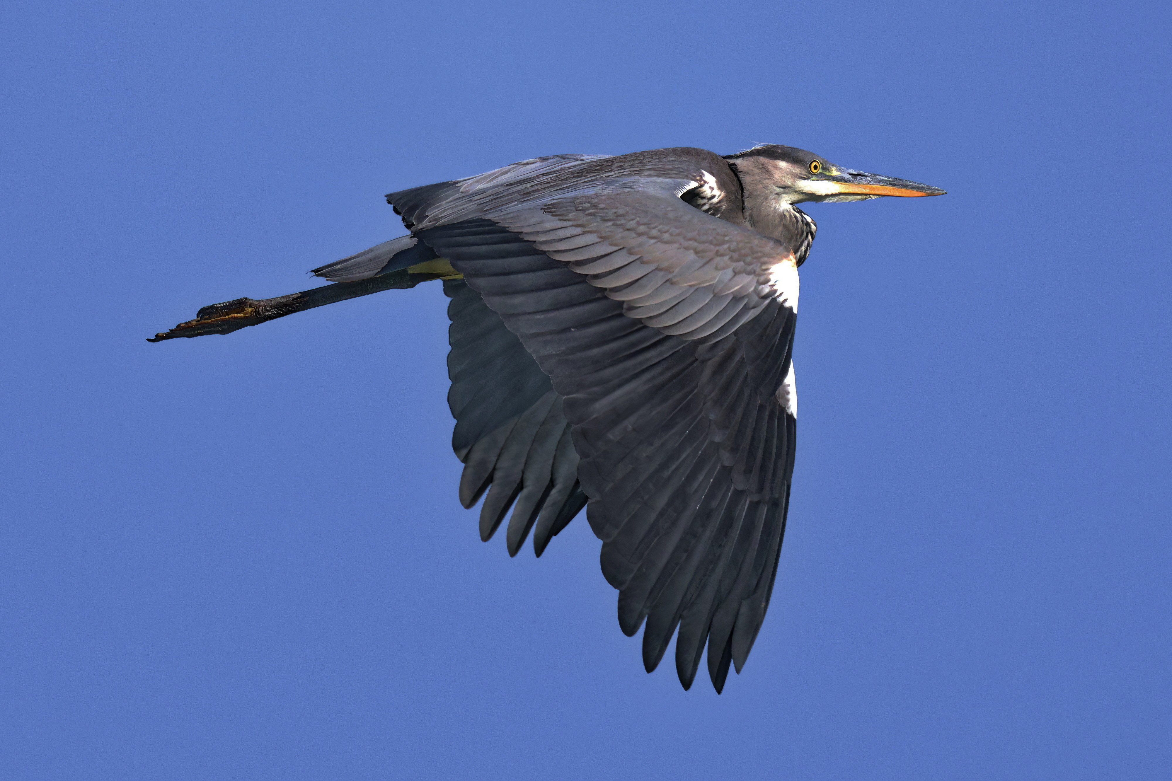 Grey heron in flight