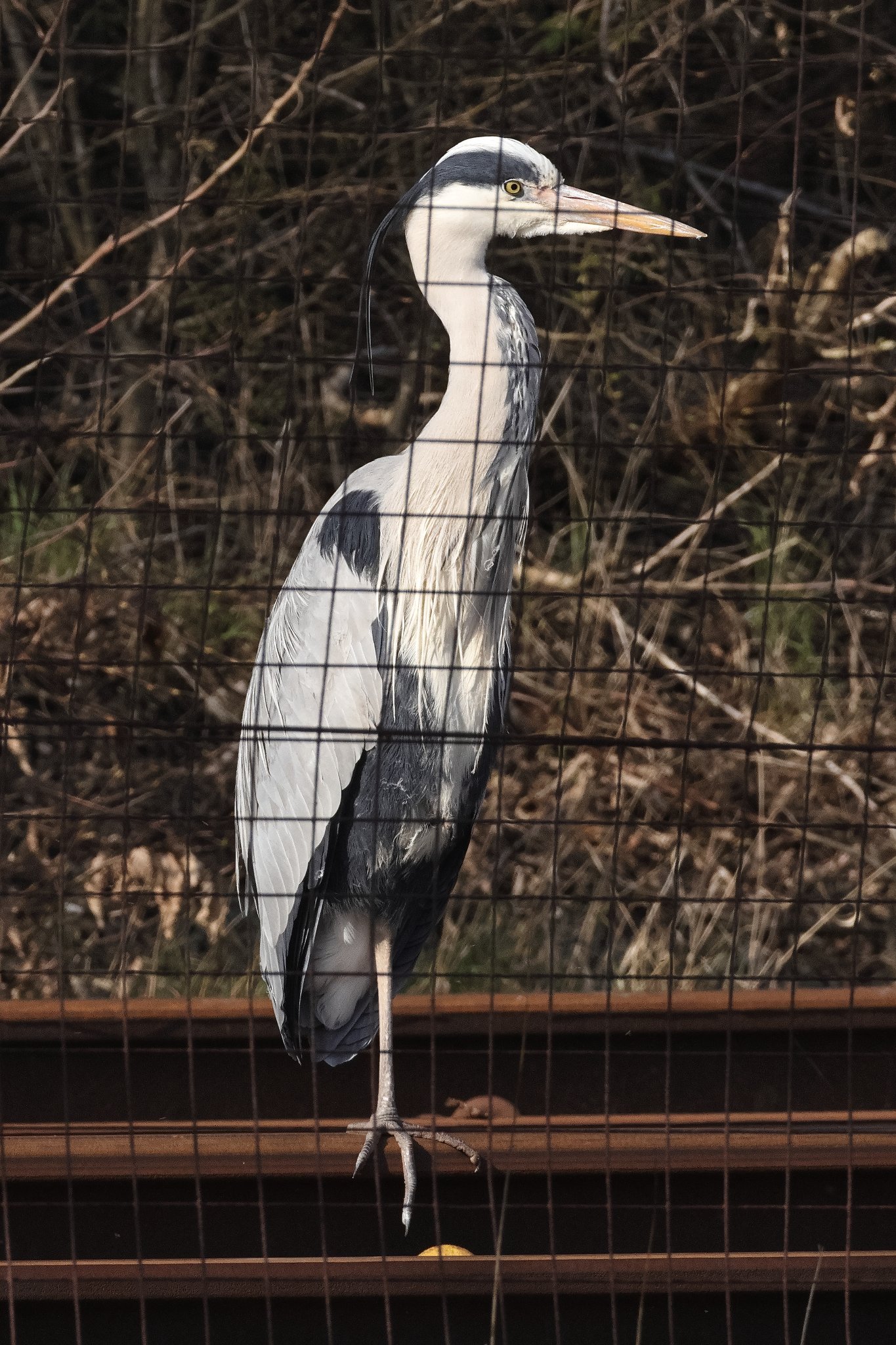 Grey Heron.JPG