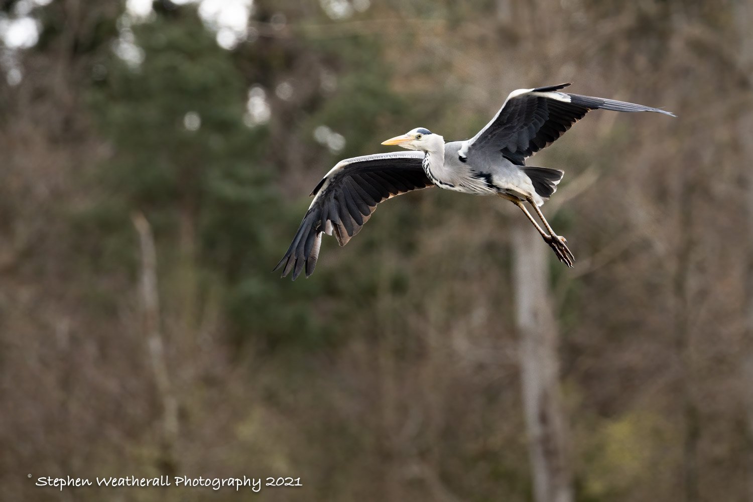 Grey Heron.jpg